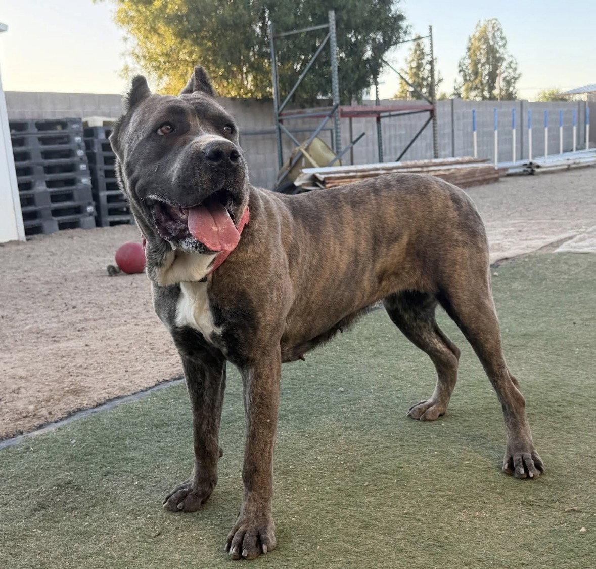 Bellatrix, Adoptable, Young Female Cane Corso.