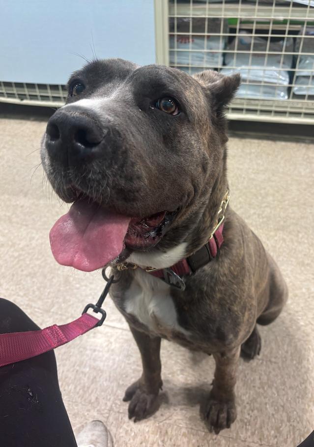 Bellatrix, a Adoptable Cane Corso in Glendale, AZ image 2/3
