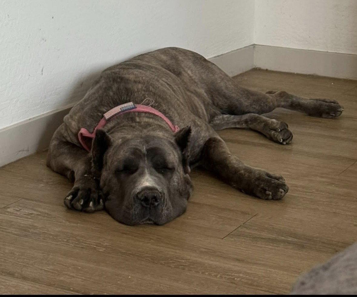 Enlarge Bellatrix, a Adoptable Cane Corso in Glendale, AZ image 3/3