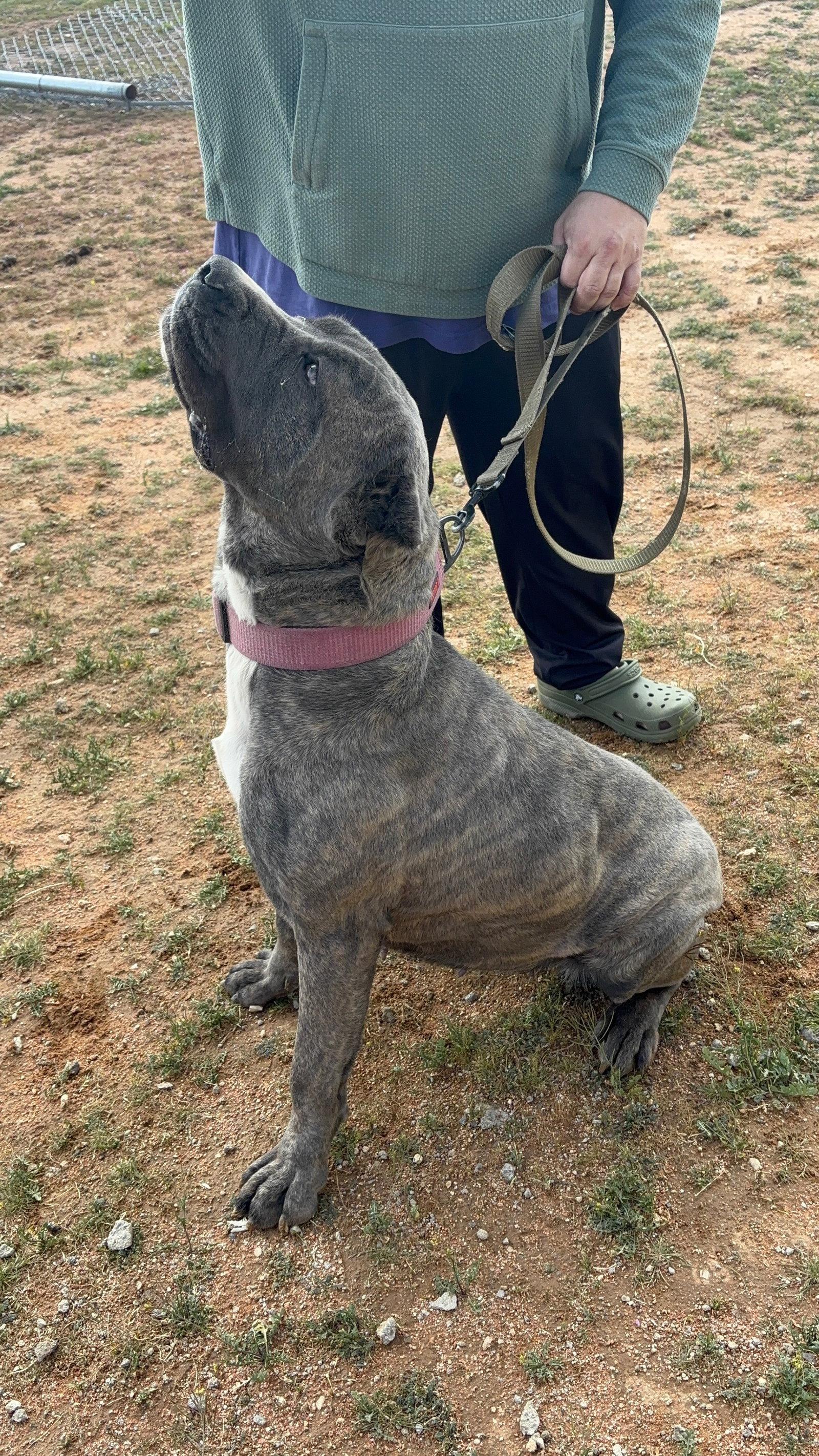 Bellatrix, a Adoptable Cane Corso in Glendale, AZ image 3/3