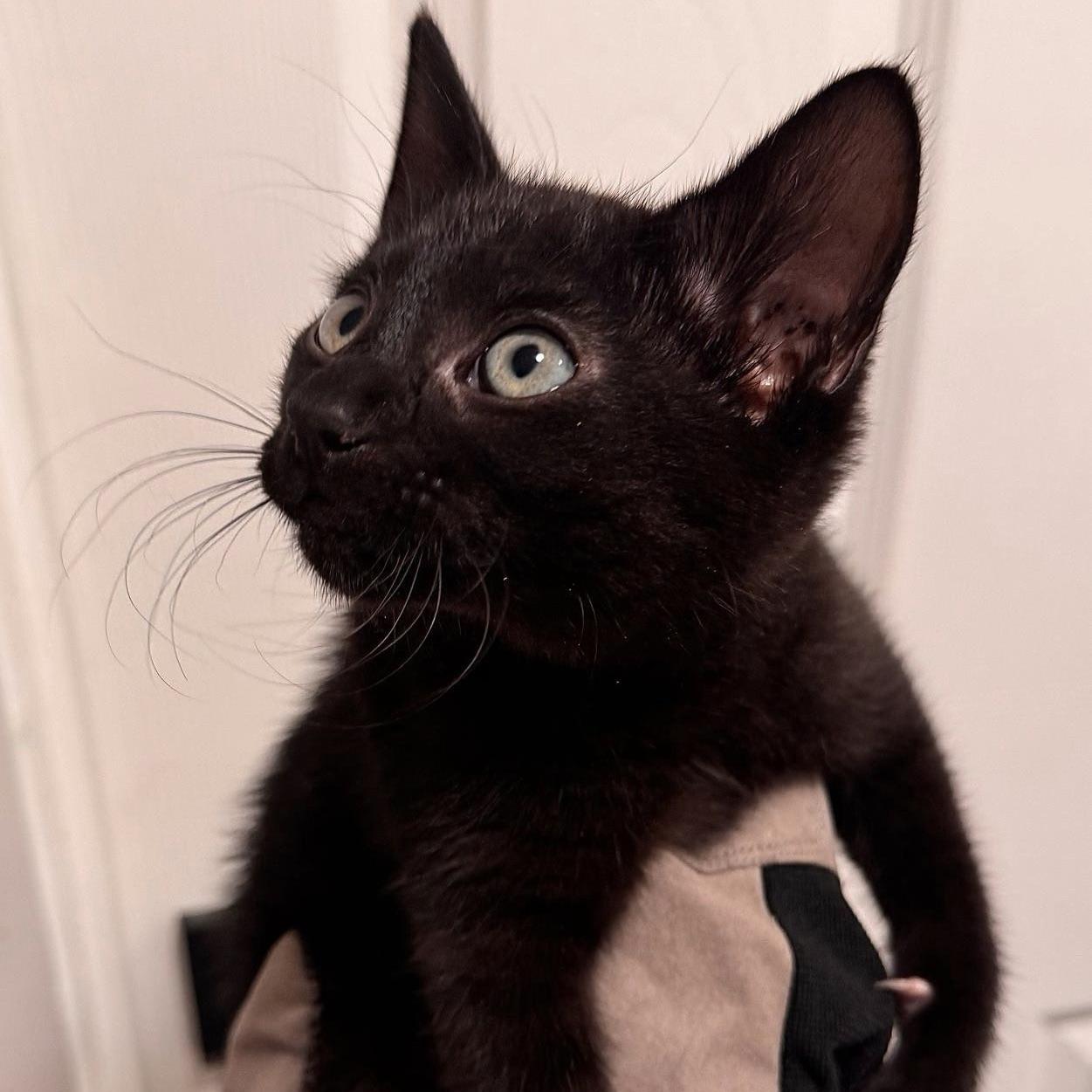 Enlarge Poe, a Adoptable Domestic Short Hair in Huntington Beach, CA image 2/2