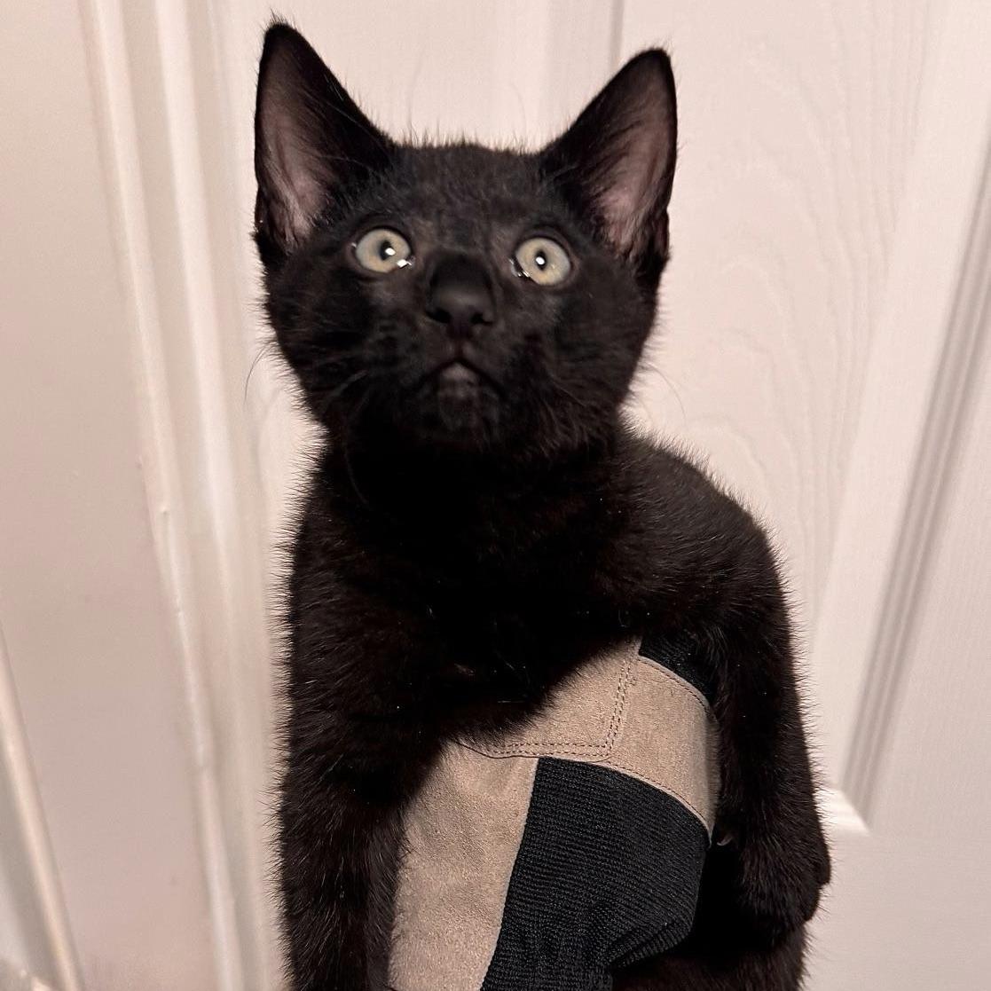 Enlarge Poe, a Adoptable Domestic Short Hair in Huntington Beach, CA image 1/2
