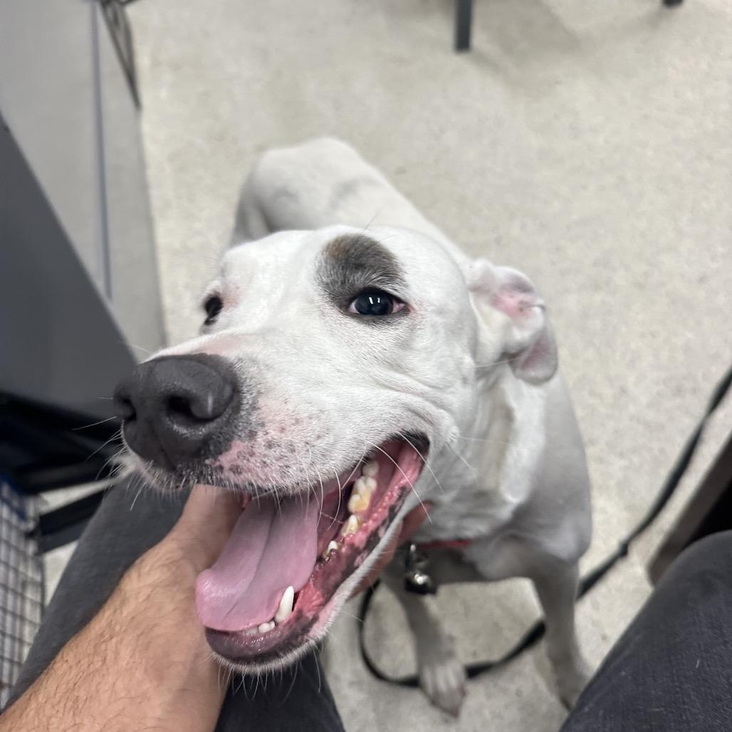 Buster, Adoptable, Adult Male Mixed Breed.