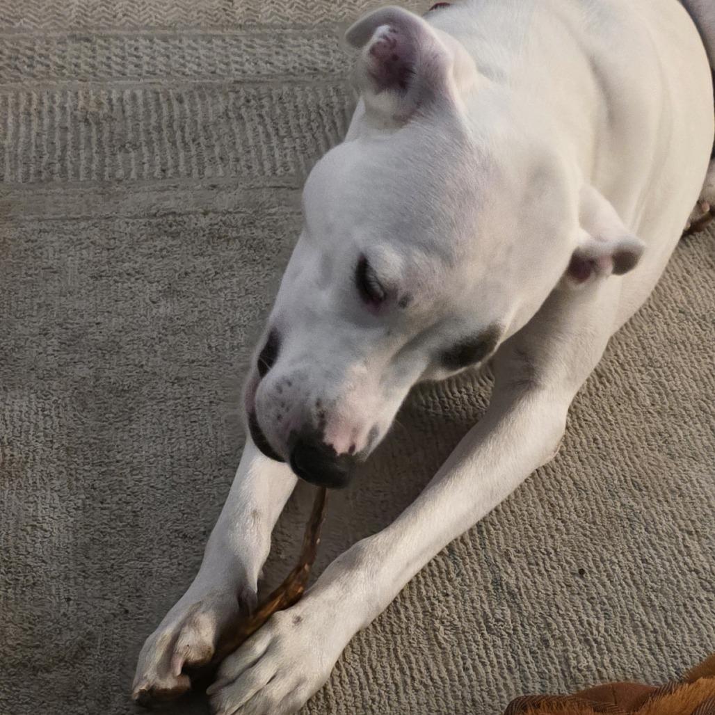 Enlarge Buster, a Adoptable Mixed Breed in Jacksonville, FL image 2/6