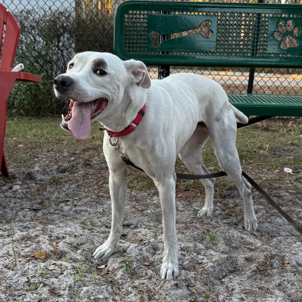 Enlarge Buster, a Adoptable Mixed Breed in Jacksonville, FL image 2/4