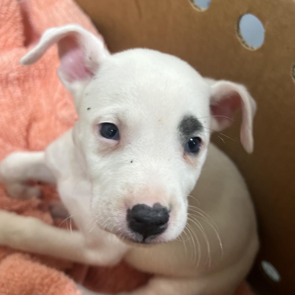 Enlarge Buster, a Adoptable Mixed Breed in Jacksonville, FL image 3/4