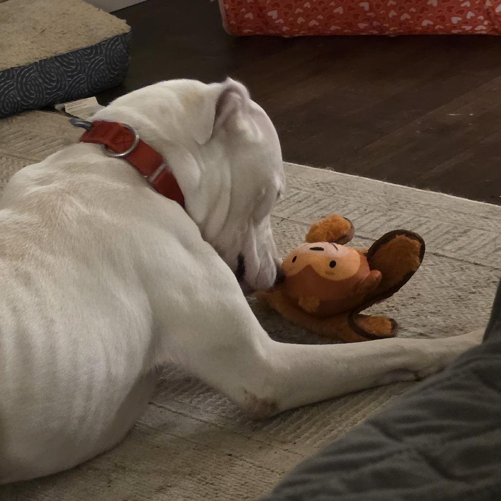 Enlarge Buster, a Adoptable Mixed Breed in Jacksonville, FL image 6/6