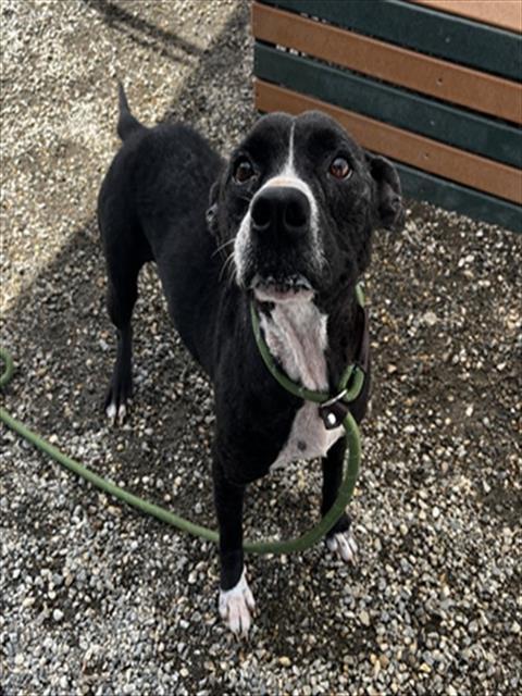 MAYLEE, Adoptable, Adult Female Labrador Retriever & Pit Bull Terrier.