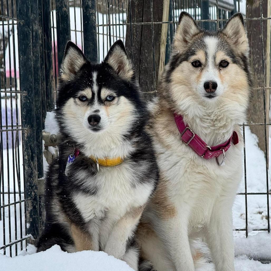 LIZZIE, Adoptable, Adult Female Pomeranian & Husky.