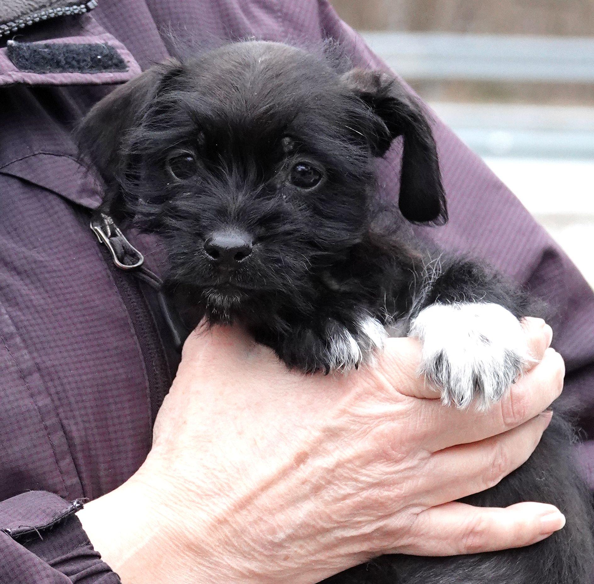 Maddie, ADOPTABLE, Puppy Female Mixed Breed.