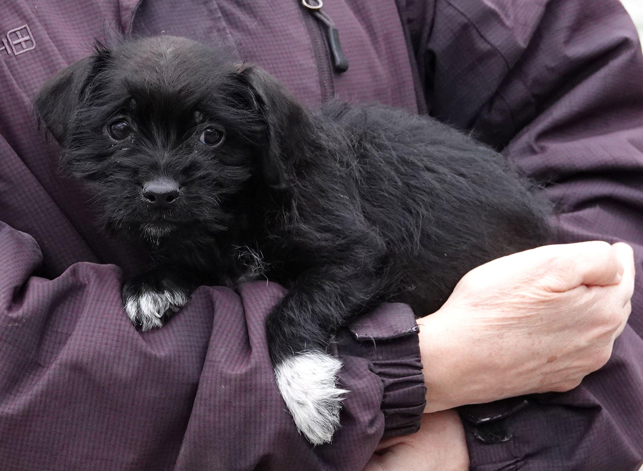 Enlarge Maddie, a ADOPTABLE Mixed Breed in Millfield, OH image 2/2