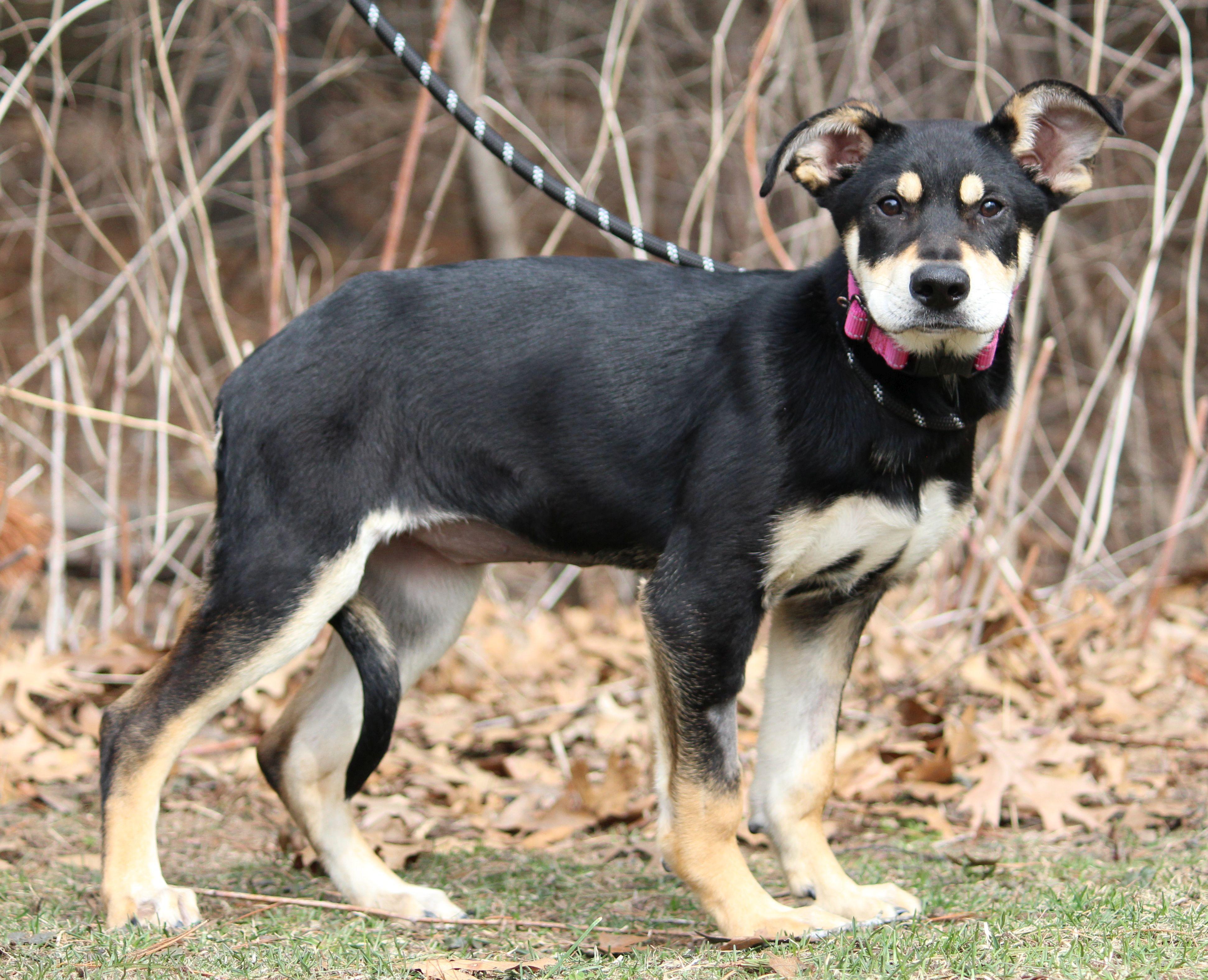 Tofu, ADOPTABLE, Puppy Female Mixed Breed.