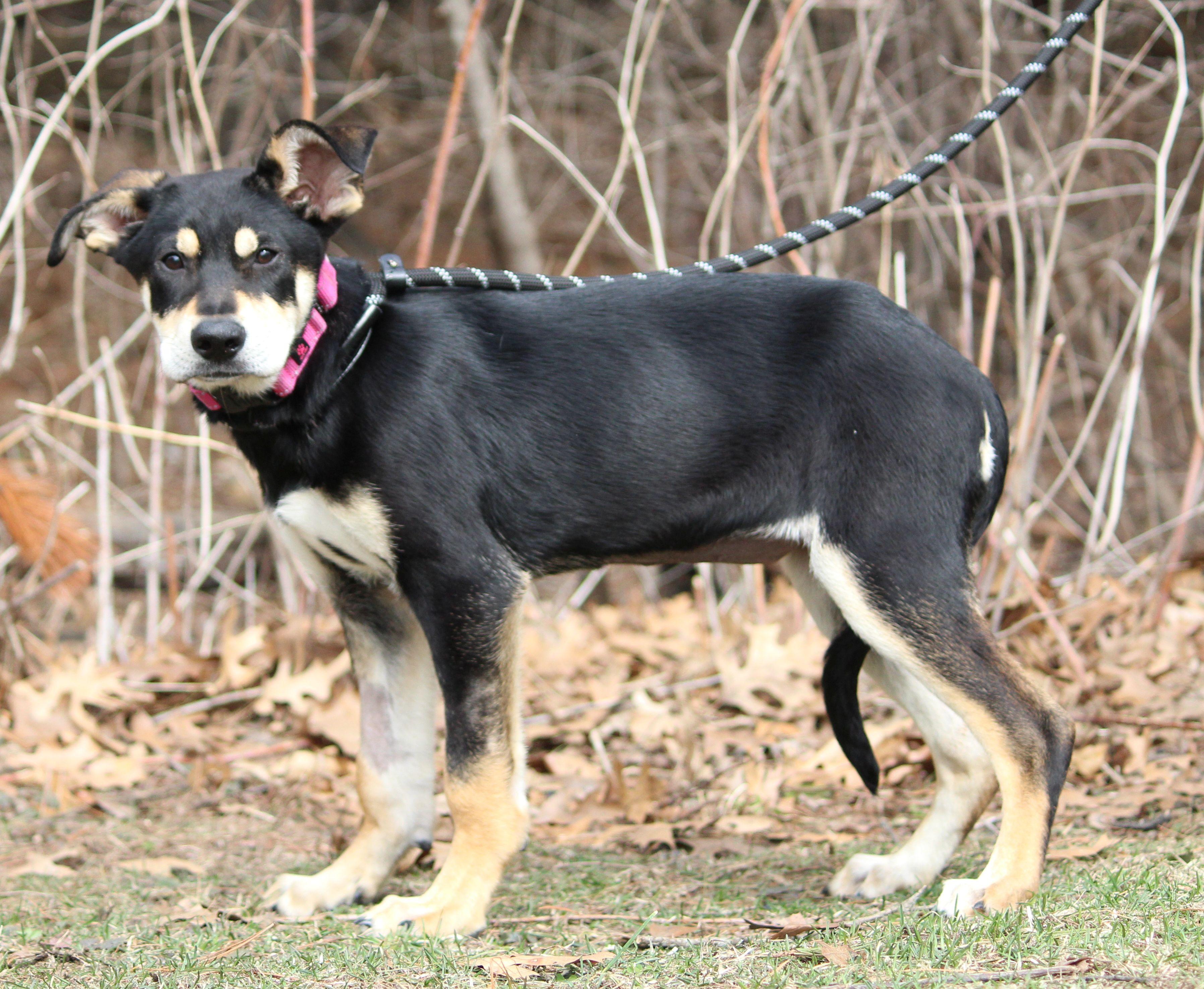 Enlarge Tofu, a ADOPTABLE mixed breed in Portage, WI image 3/3