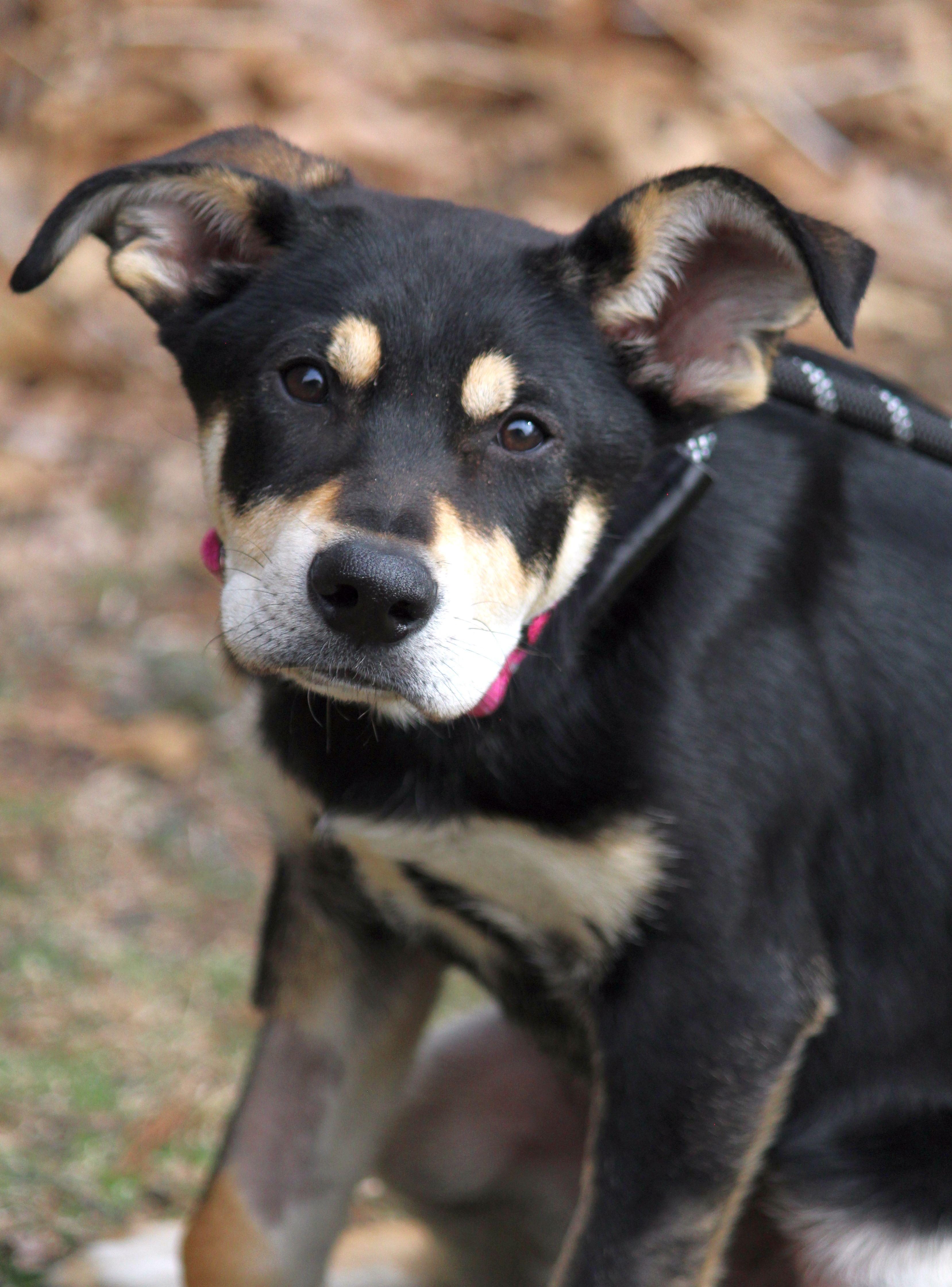 Enlarge Tofu, a ADOPTABLE mixed breed in Portage, WI image 2/3