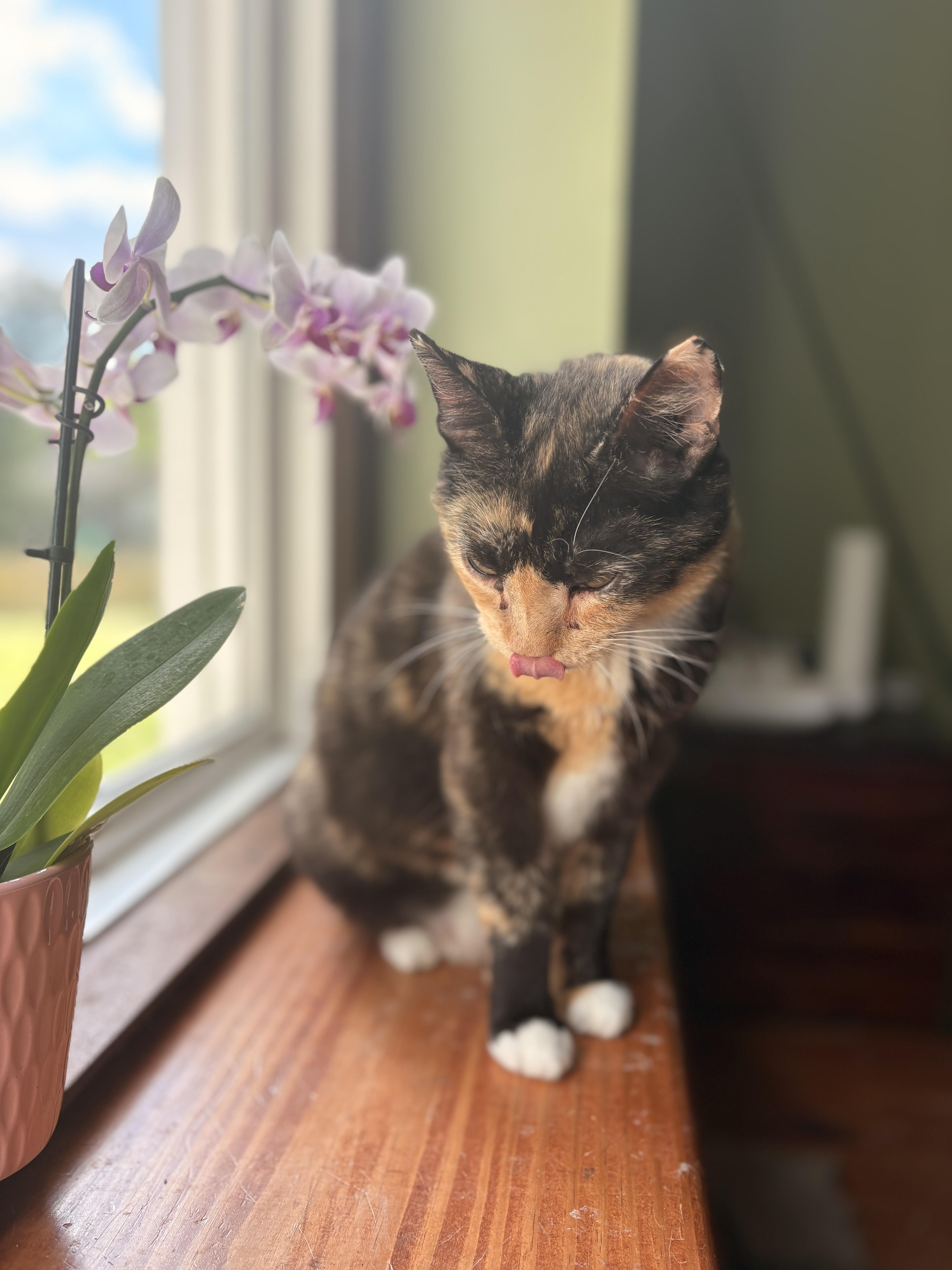 Enlarge Clementine, a ADOPTABLE mixed breed in Mansfield, PA image 3/5