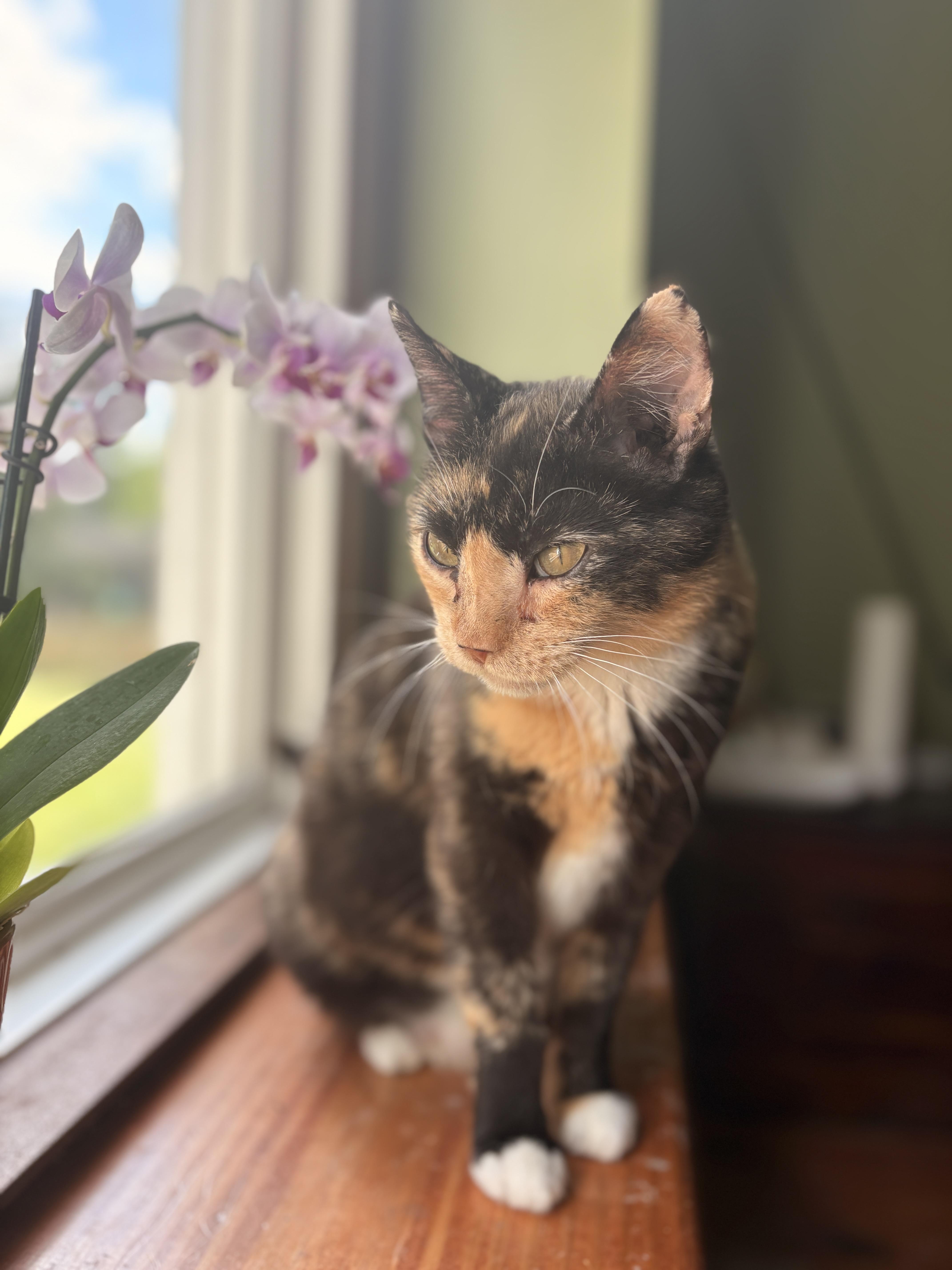 Enlarge Clementine, a ADOPTABLE mixed breed in Mansfield, PA image 4/5
