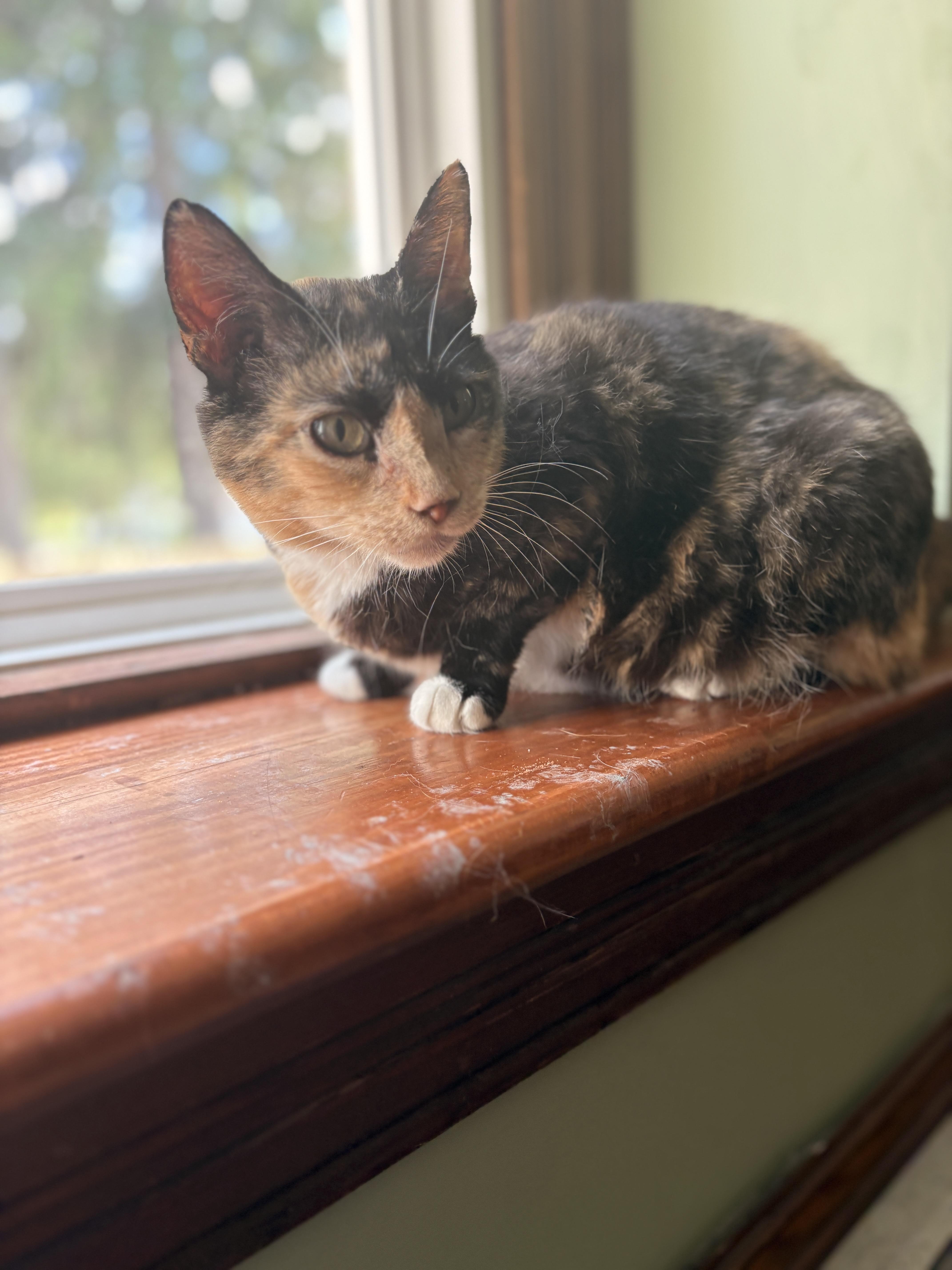 Enlarge Clementine, a ADOPTABLE mixed breed in Mansfield, PA image 2/5