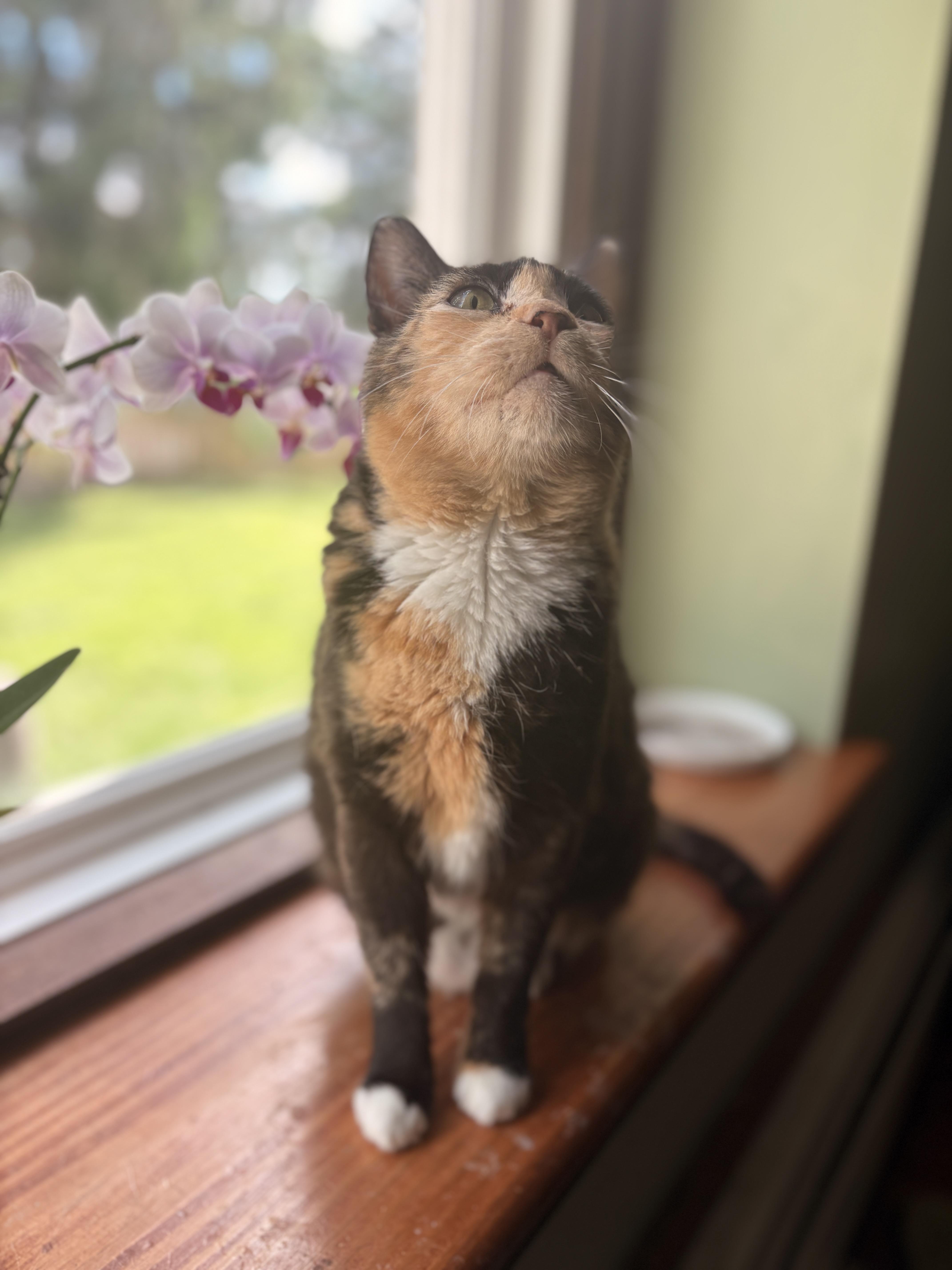 Enlarge Clementine, a ADOPTABLE mixed breed in Mansfield, PA image 5/5