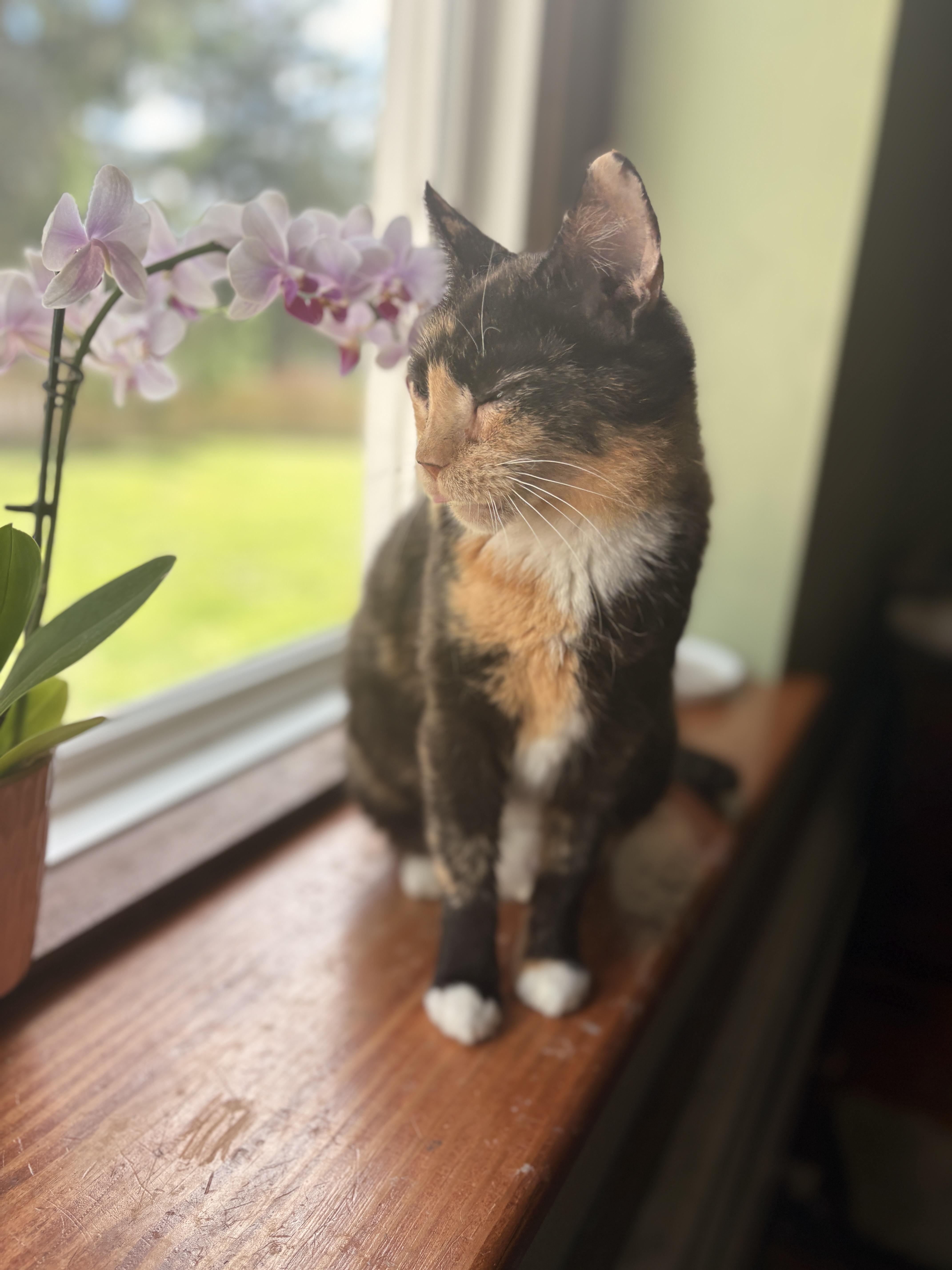 Clementine, ADOPTABLE, Adult Female Calico & Tortoiseshell.