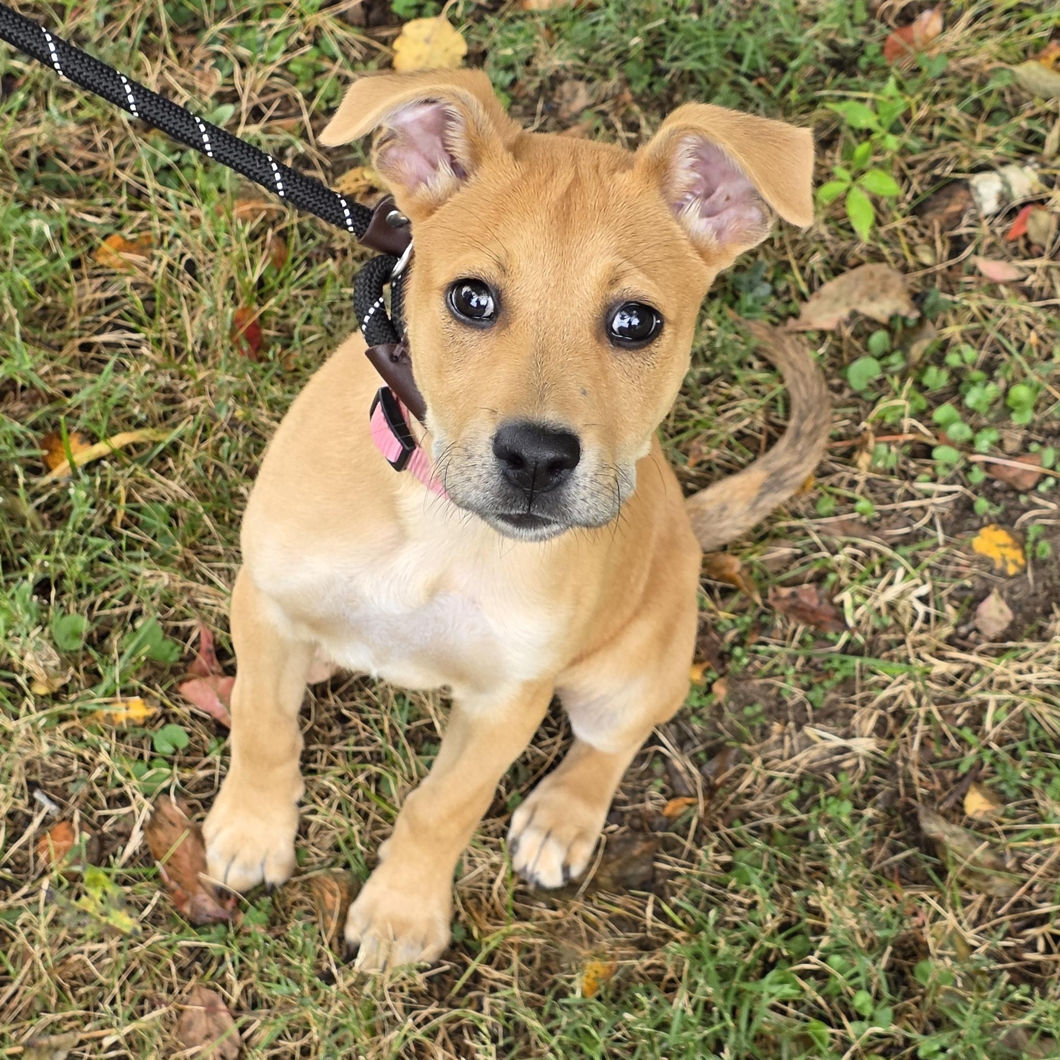 Virginia, Adoptable, Young Female Mixed Breed.
