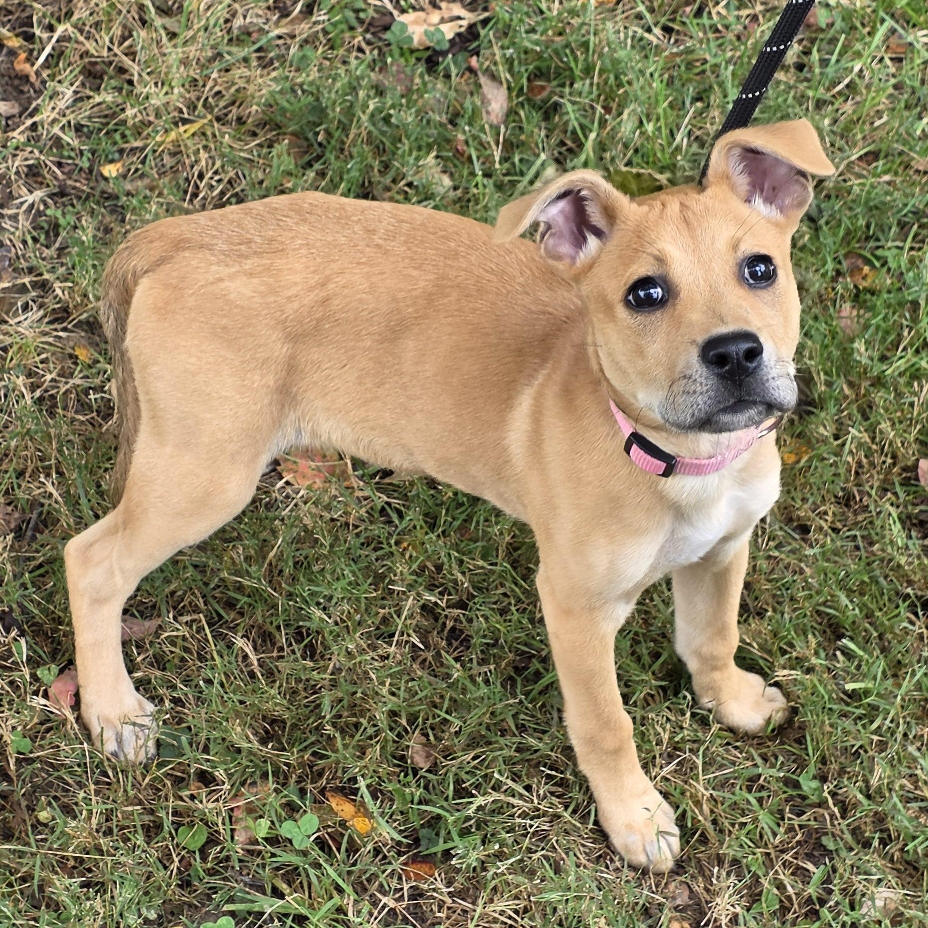 Enlarge Virginia, a Adoptable Mixed Breed in Greensboro, NC image 3/6