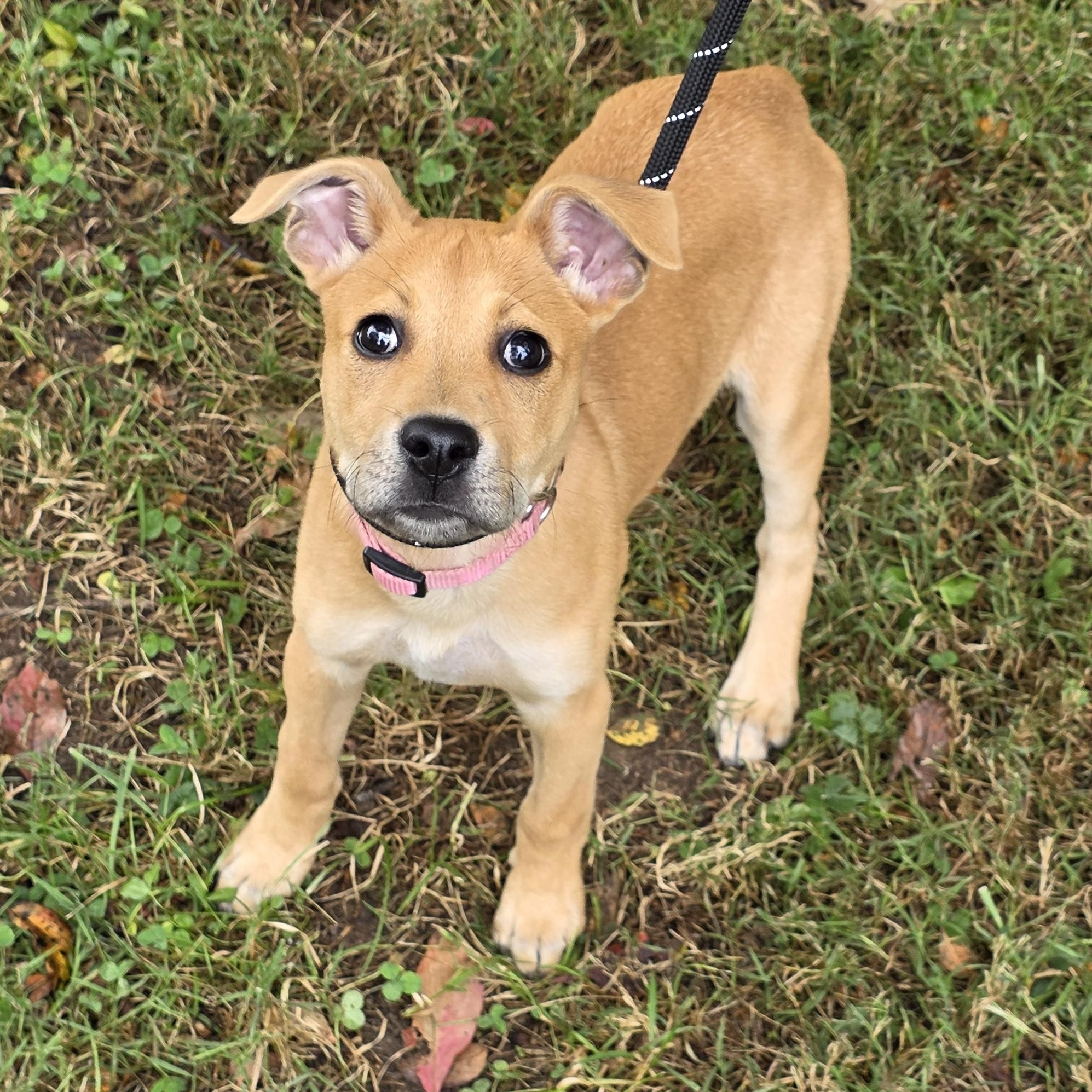 Enlarge Virginia, a Adoptable Mixed Breed in Greensboro, NC image 5/6