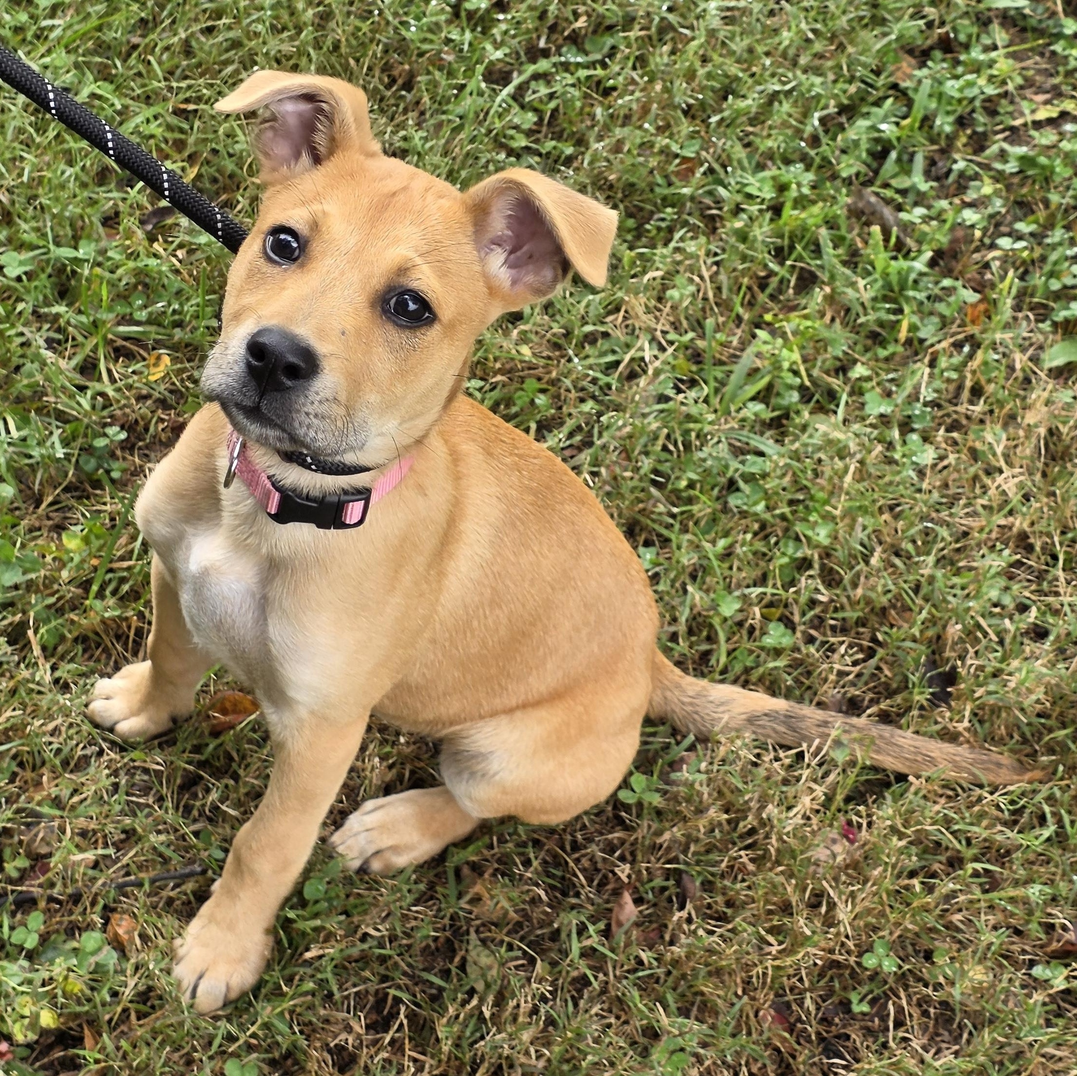 Enlarge Virginia, a Adoptable Mixed Breed in Greensboro, NC image 4/6