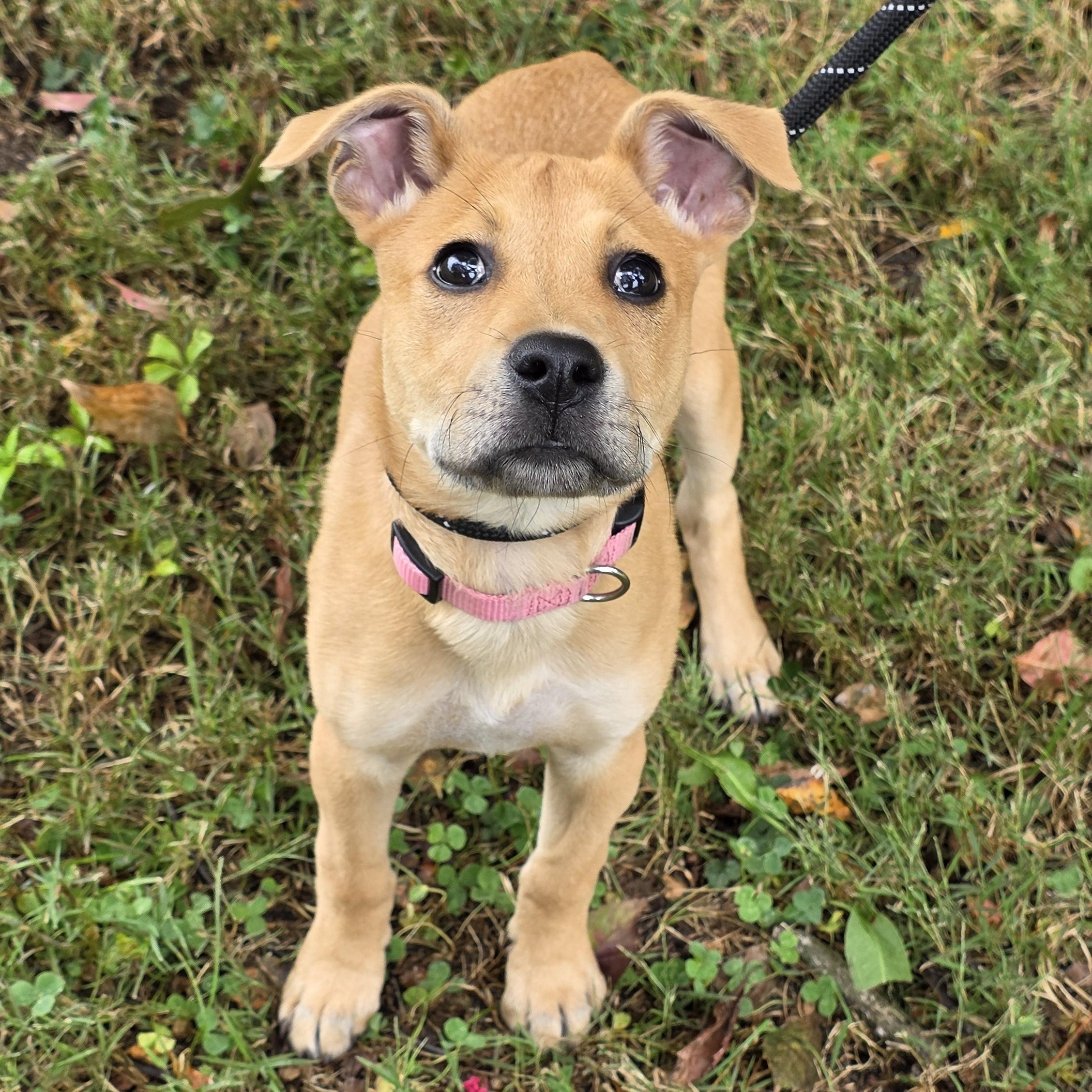 Enlarge Virginia, a Adoptable Mixed Breed in Greensboro, NC image 2/6