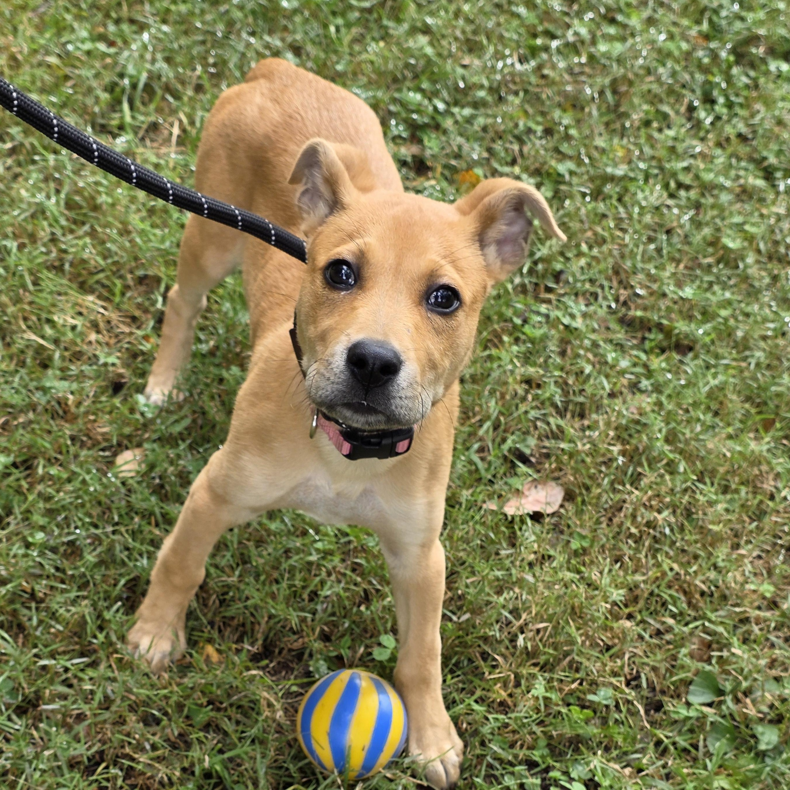 Enlarge Virginia, a Adoptable Mixed Breed in Greensboro, NC image 6/6