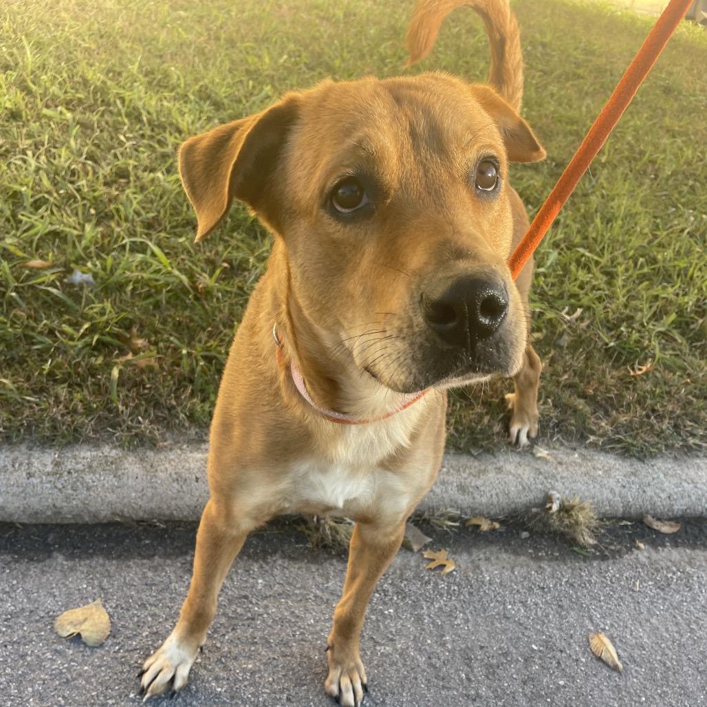 Rosie, Adoptable, Adult Female Labrador Retriever.