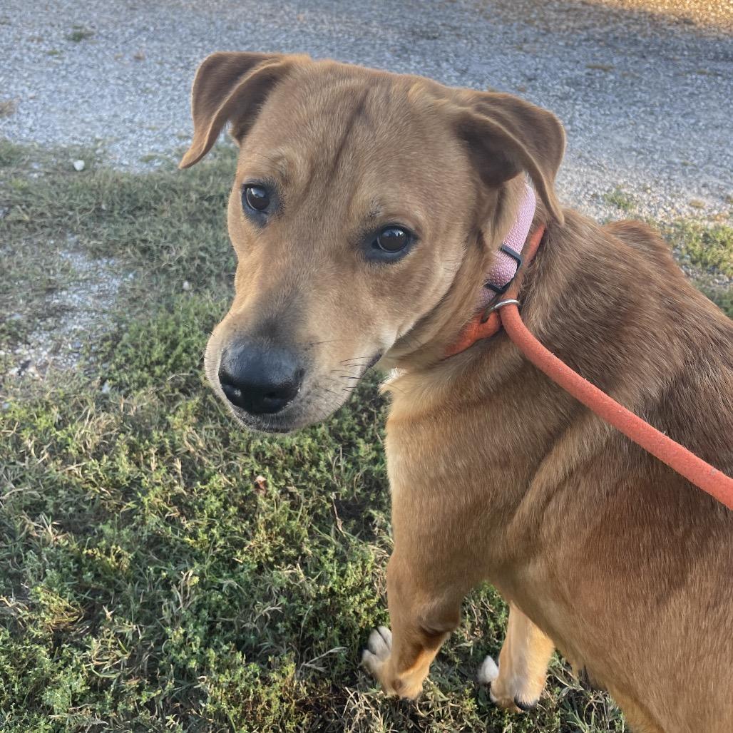 Enlarge Rosie, a Adoptable Labrador Retriever in Springfield, MO image 5/6