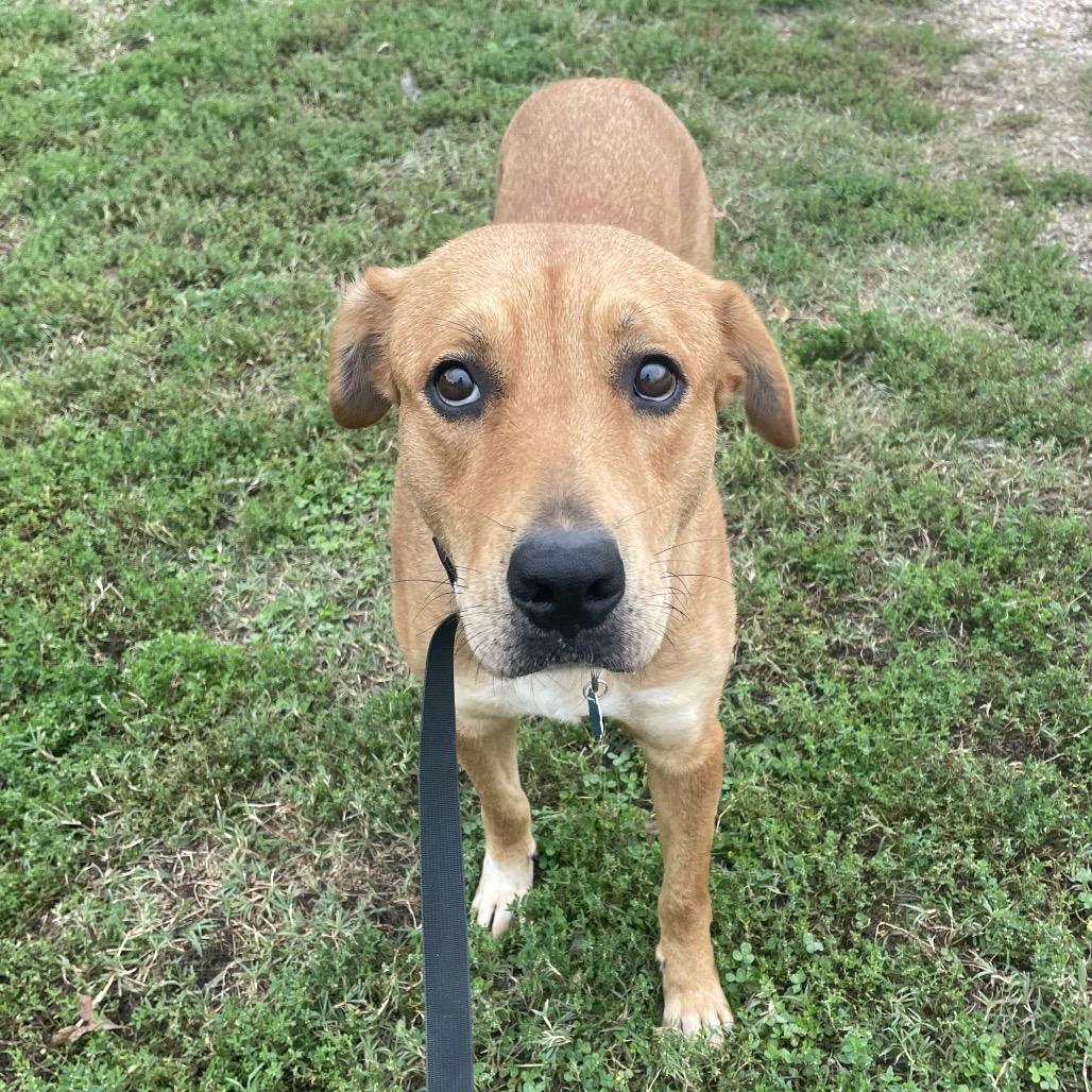 Enlarge Rosie, a Adoptable Labrador Retriever in Springfield, MO image 6/6