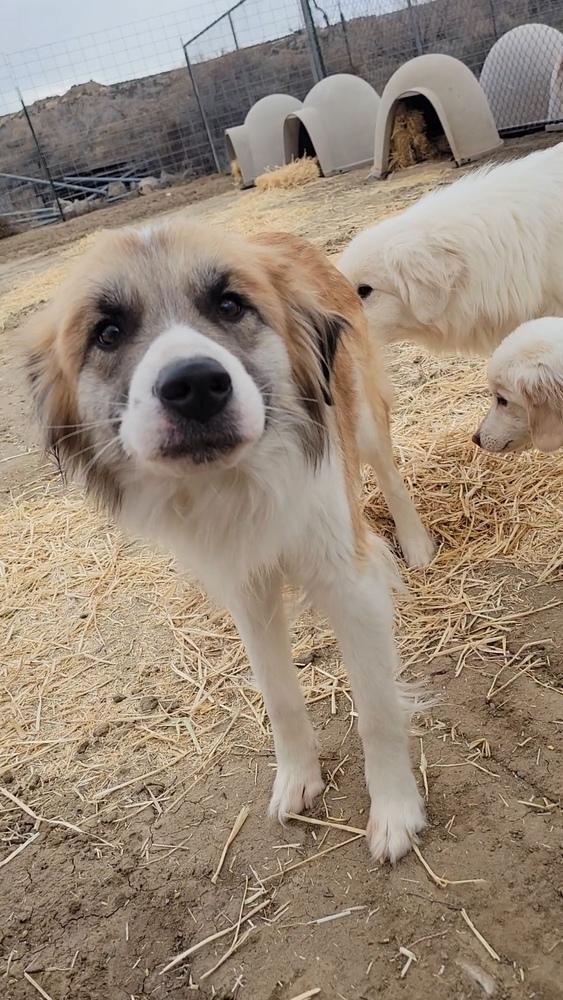 Dahlia, Adoptable, Young Female Great Pyrenees.