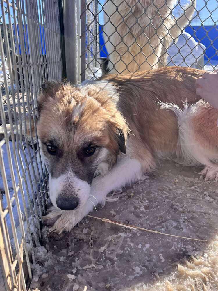 Enlarge Dahlia, a Adoptable mixed breed in Cortez, CO image 2/4