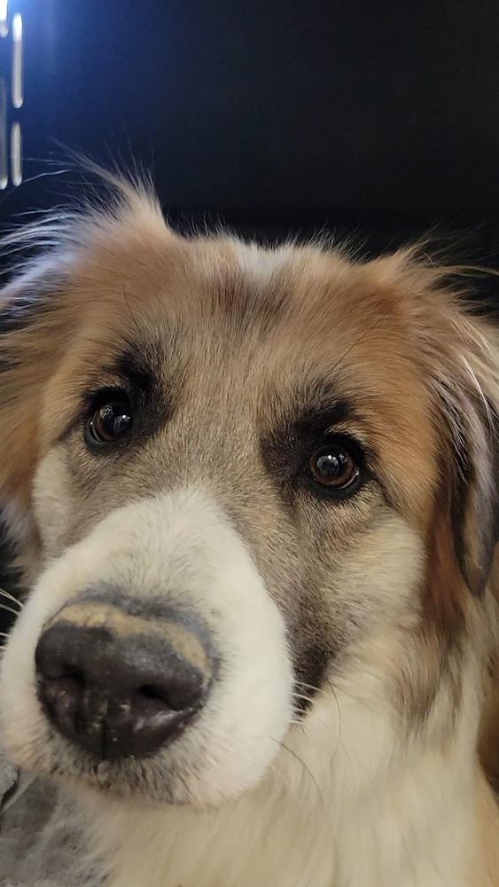 Enlarge Dahlia, a Adoptable mixed breed in Cortez, CO image 3/4