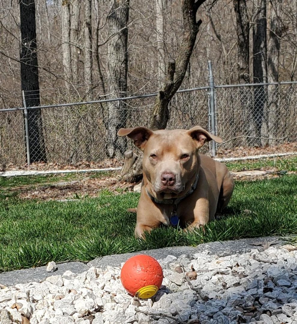 Ghurleigh, a Adoptable mixed breed in Saint Charles, MO image 1/8