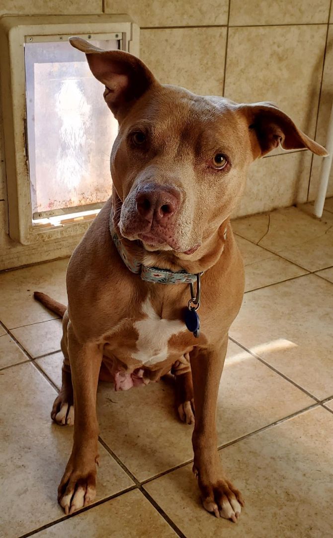 Ghurleigh, a Adoptable mixed breed in Saint Charles, MO image 2/8