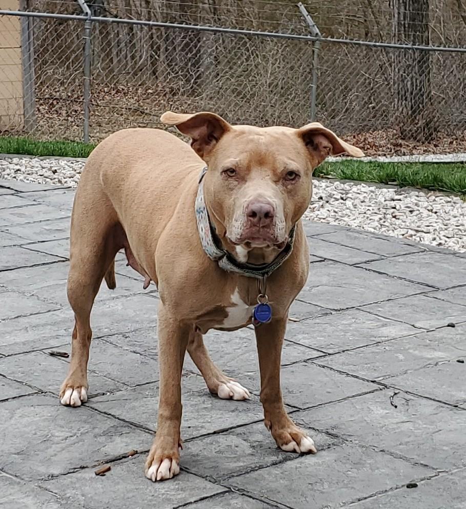 Ghurleigh, a Adoptable mixed breed in Saint Charles, MO image 3/8