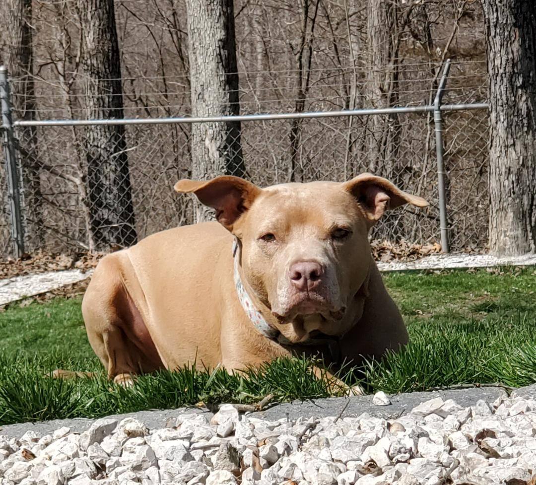 Ghurleigh, a Adoptable mixed breed in Saint Charles, MO image 4/8