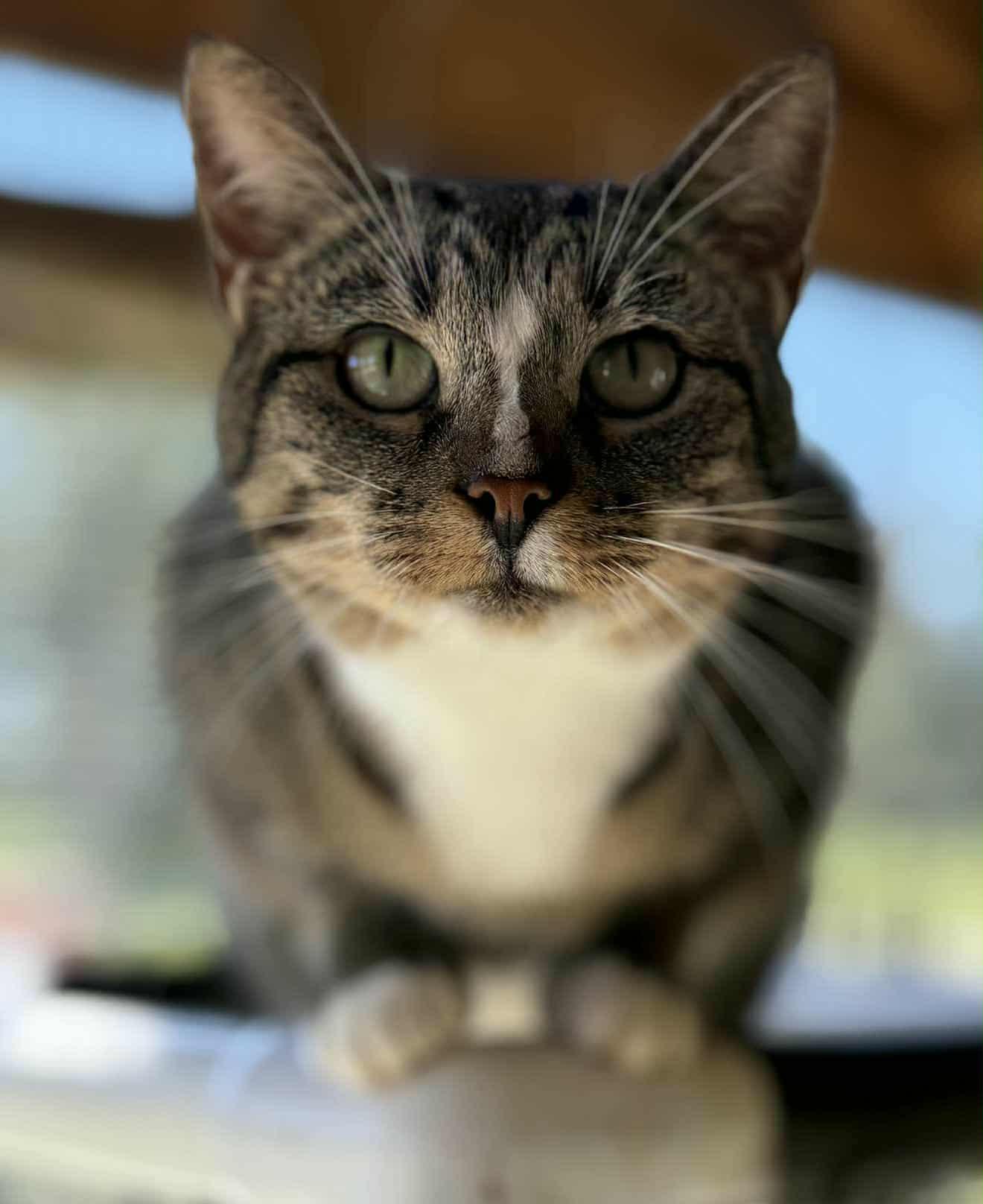 Sammy, a Adoptable Domestic Short Hair in Washington, NC image 1/4