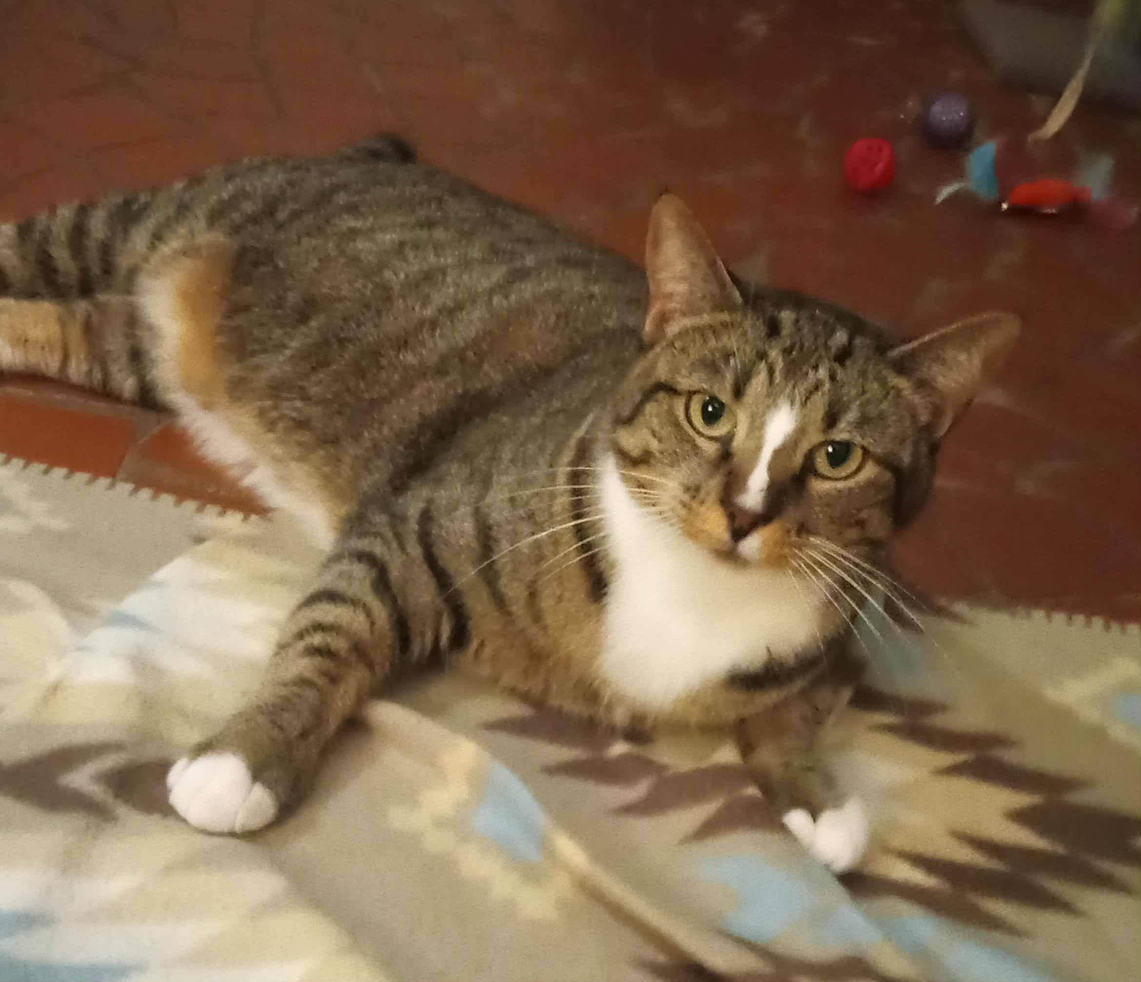 Sammy, a Adoptable Domestic Short Hair in Washington, NC image 2/4