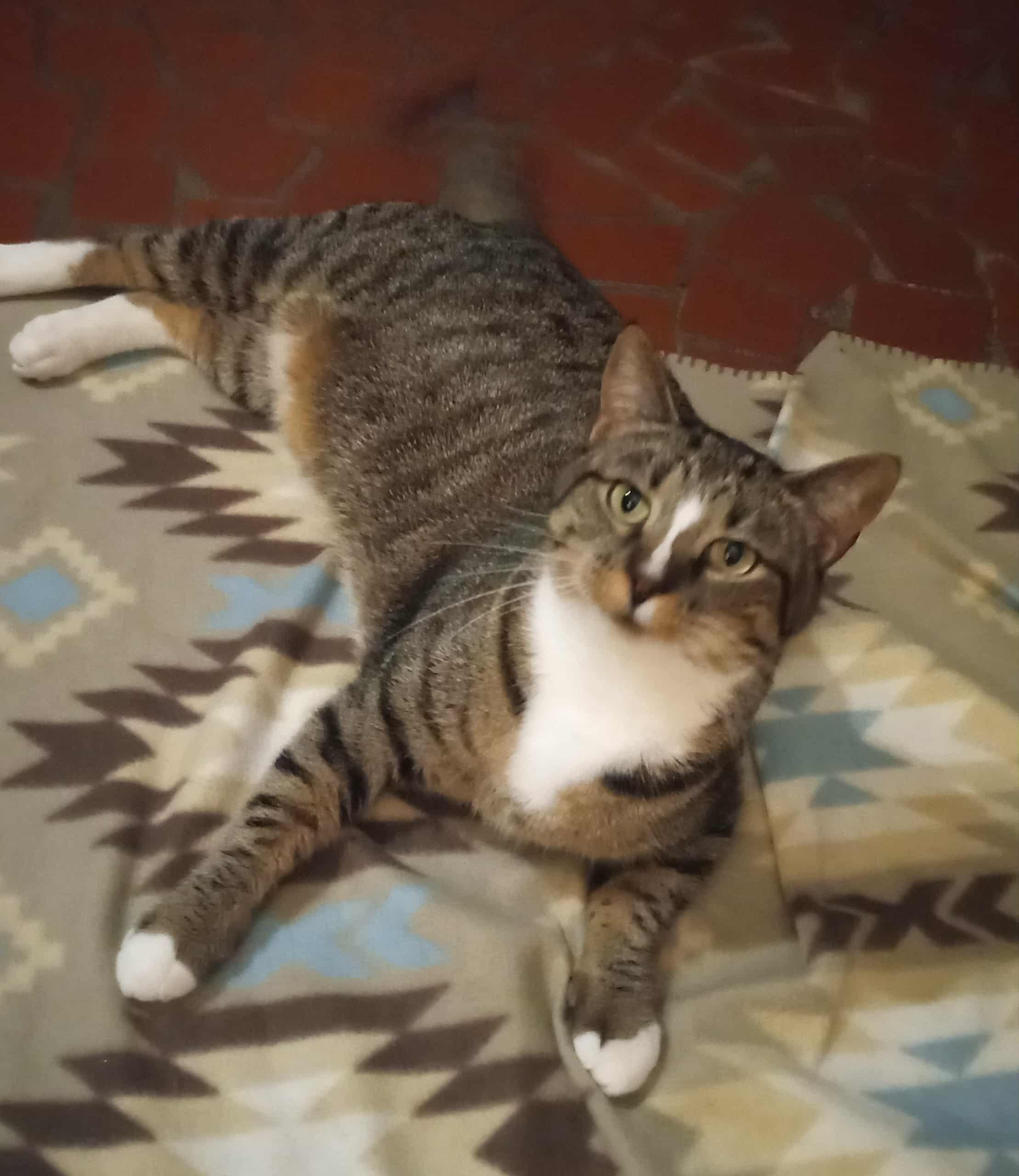 Sammy, a Adoptable Domestic Short Hair in Washington, NC image 3/4