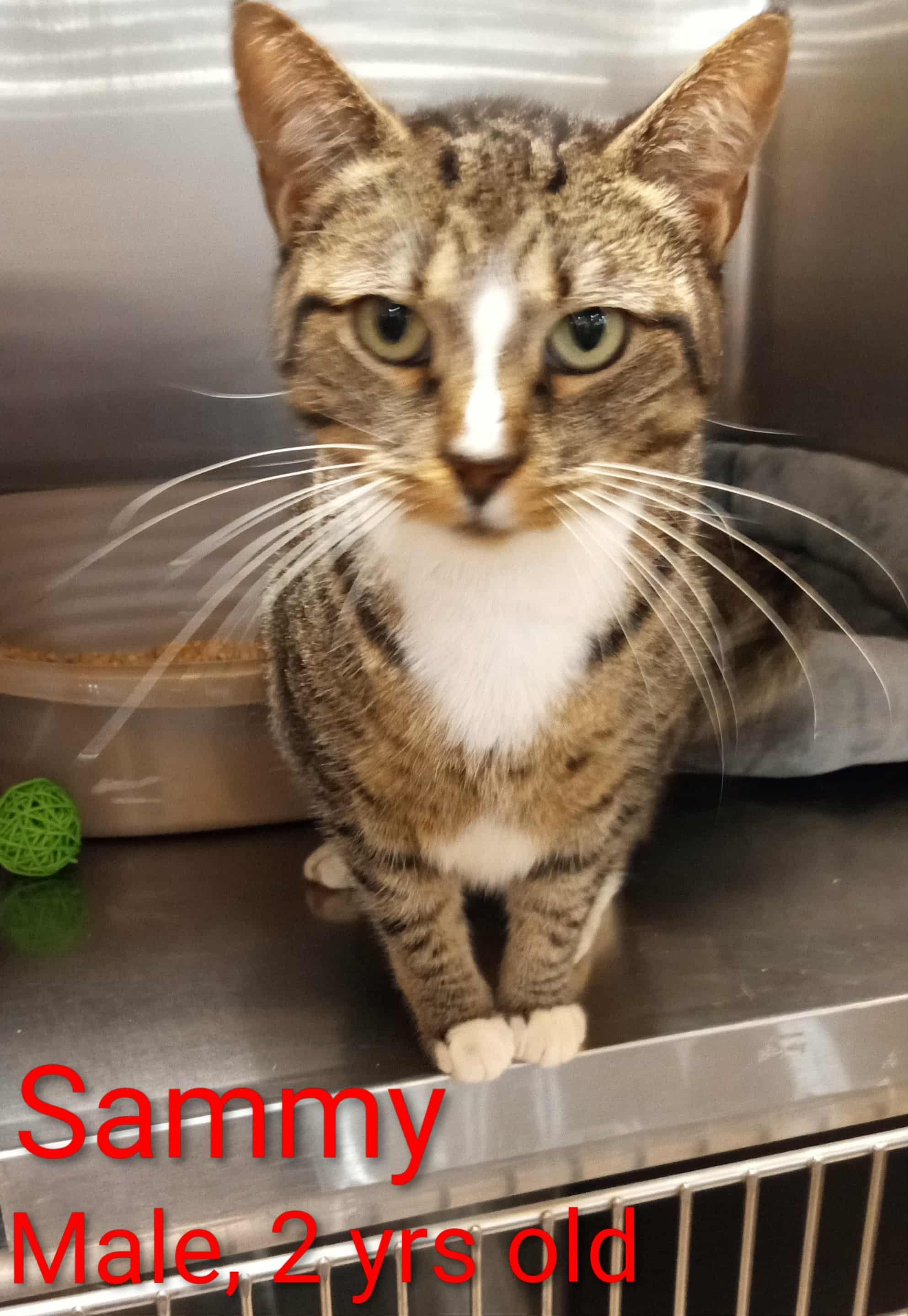 Sammy, a Adoptable Domestic Short Hair in Washington, NC image 4/4