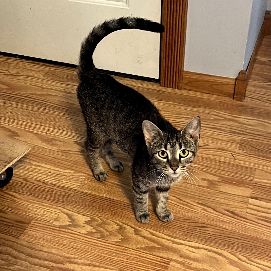 Enlarge Pam, a Adoptable Domestic Short Hair in Carmel, IN image 1/1