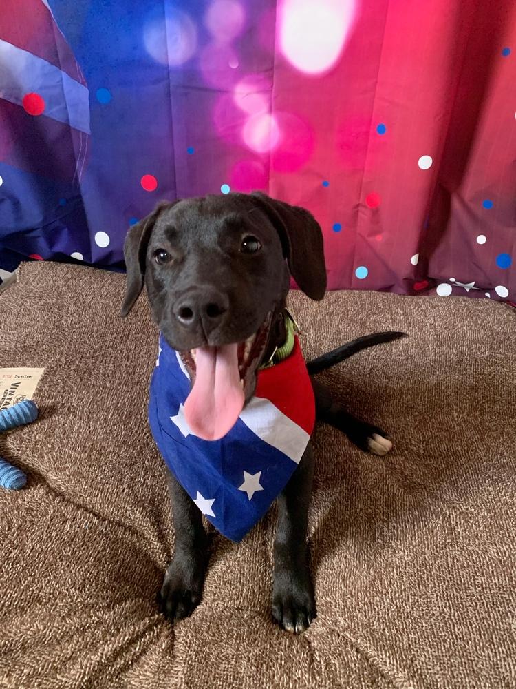 Enlarge Popeye, a Adoptable mixed breed in San Leon, TX image 1/6