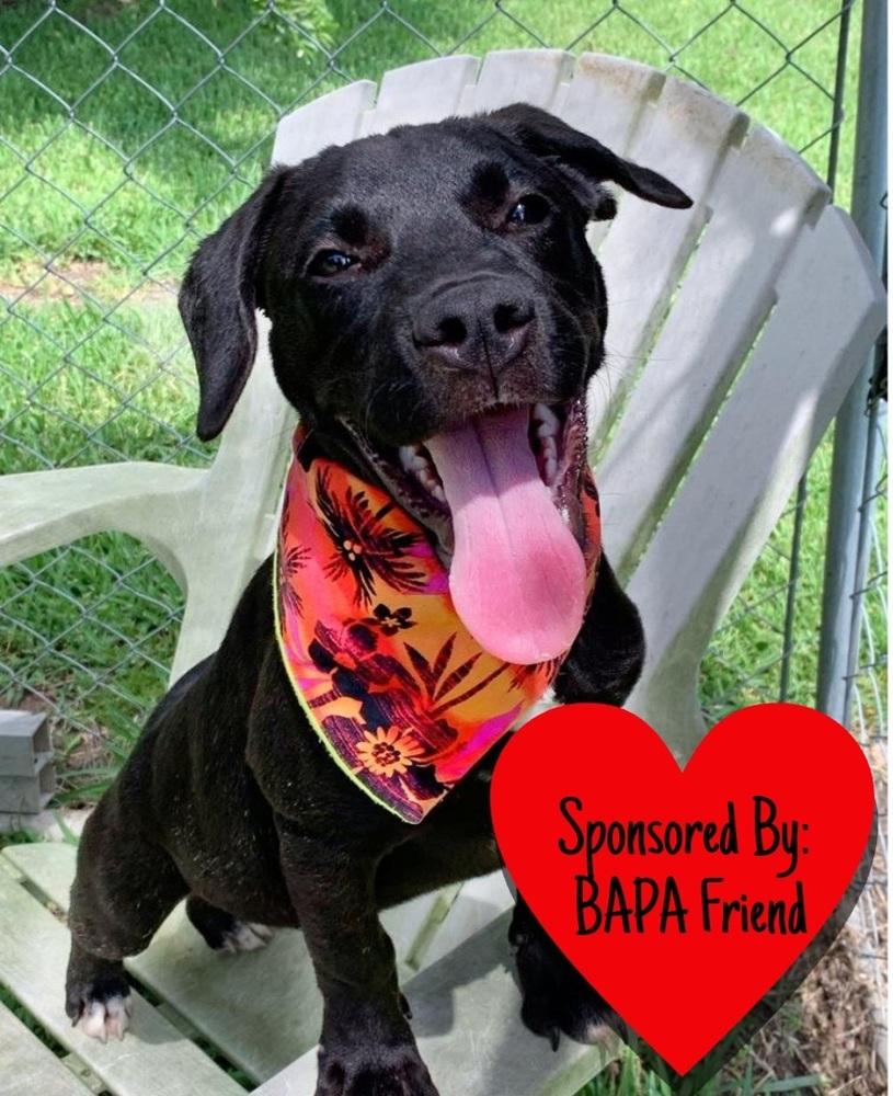 Enlarge Popeye, a Adoptable mixed breed in San Leon, TX image 2/6