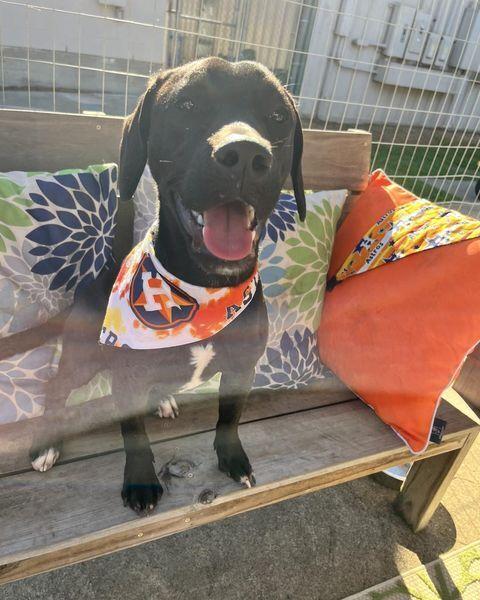 Enlarge Popeye, a Adoptable mixed breed in San Leon, TX image 3/6