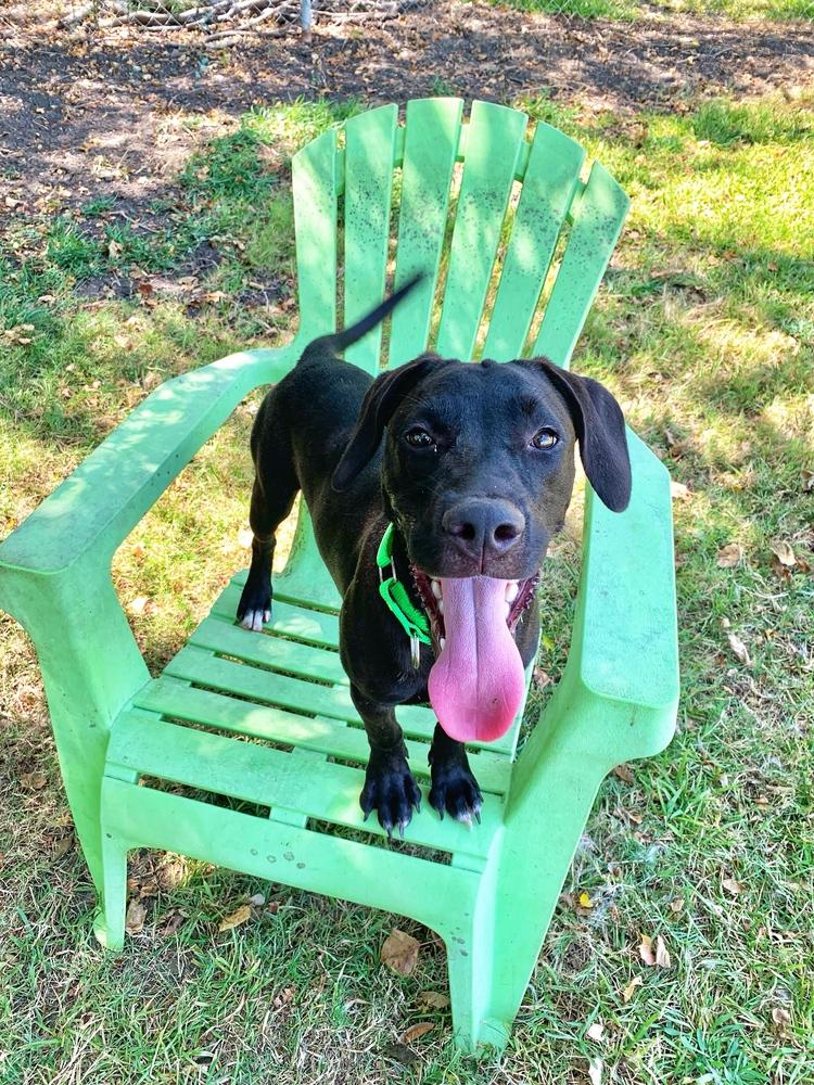 Enlarge Popeye, a Adoptable mixed breed in San Leon, TX image 2/6