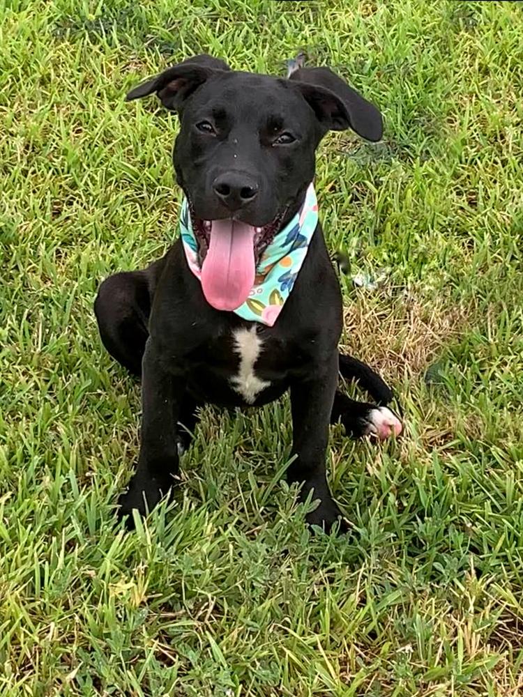 Enlarge Popeye, a Adoptable mixed breed in San Leon, TX image 4/6