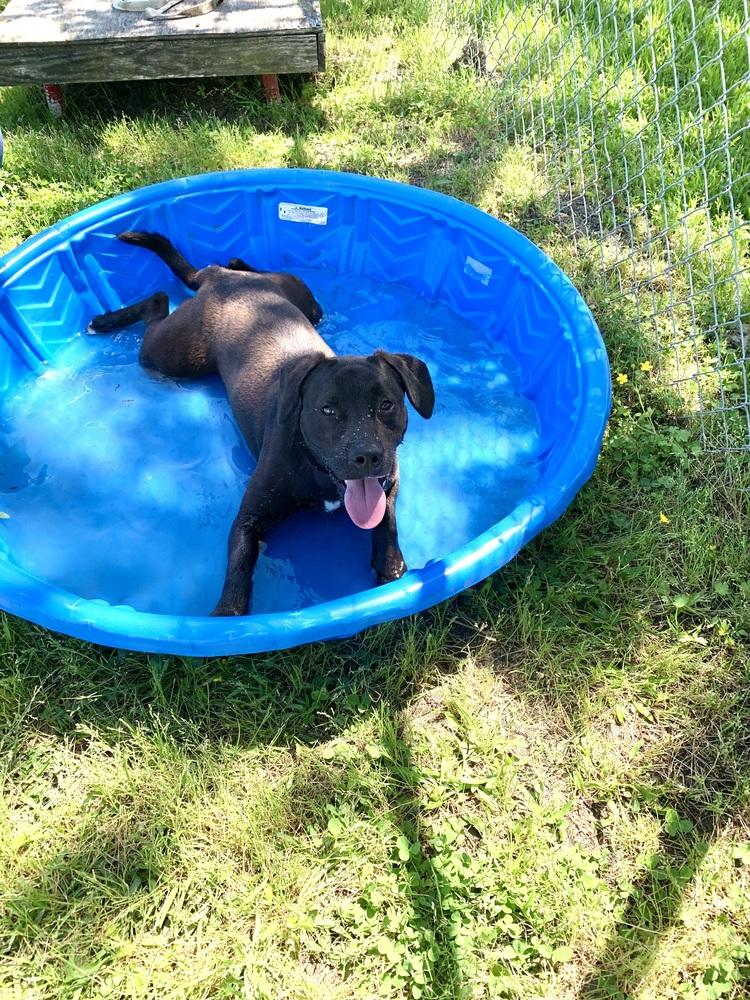 Enlarge Popeye, a Adoptable mixed breed in San Leon, TX image 4/6